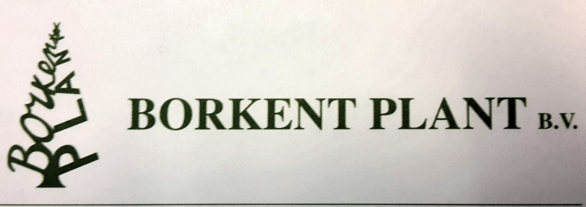 Thuja occidentalis Danica, D 35 cm