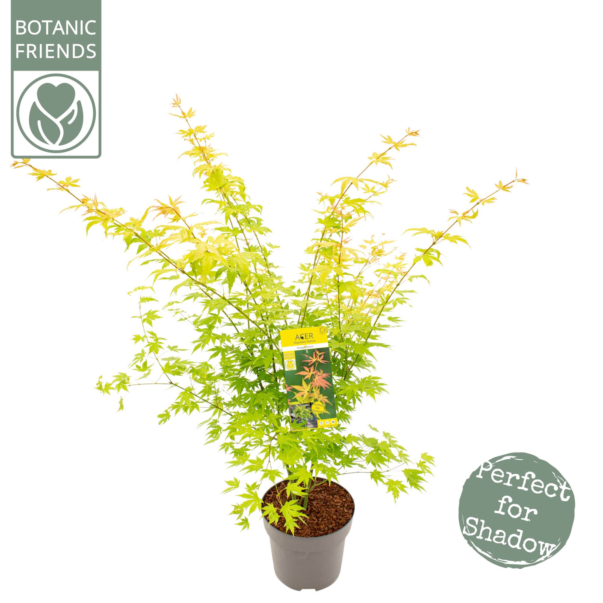 Acer palm. 'Orange Dream', D 29 cm