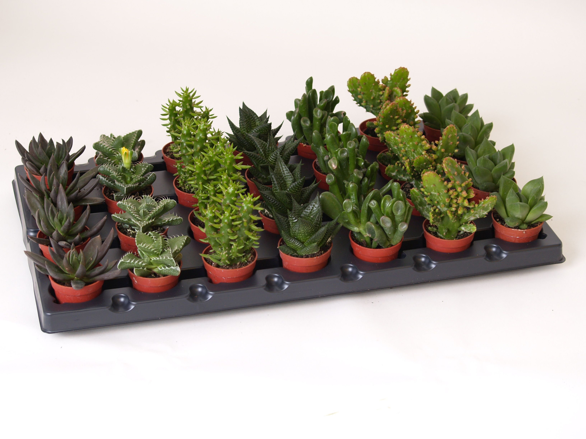 Succulent Mix P6 cm, D 6 cm