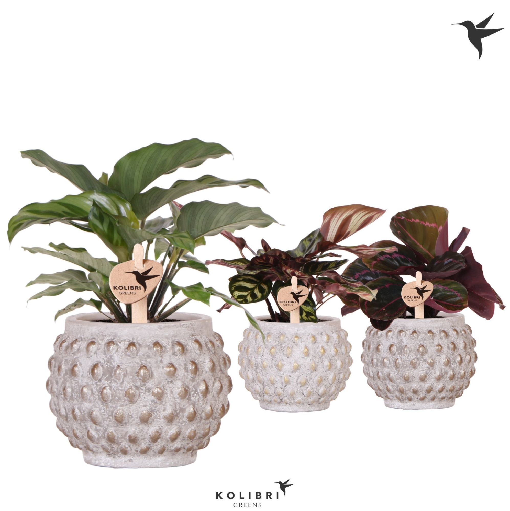 Kolibri Greens Calathea mix in Marrakesh pot gold copper mix, D 9 cm