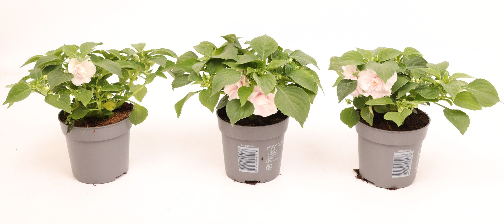 Impatiens Glimmer® Double Appleblossom, D 10,5