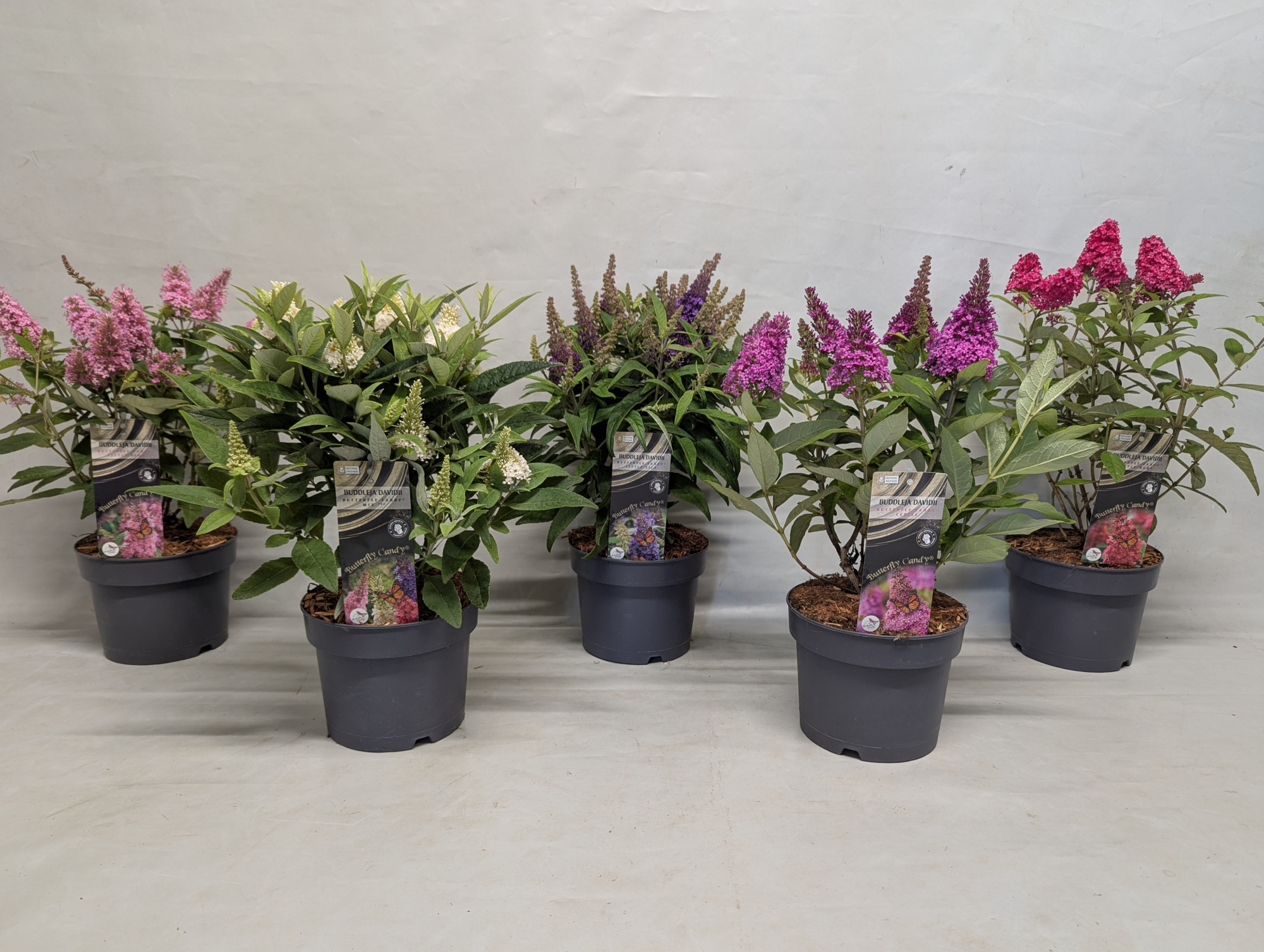 Buddleja 'Butterfly Candy' Mix 17 cm, D 17