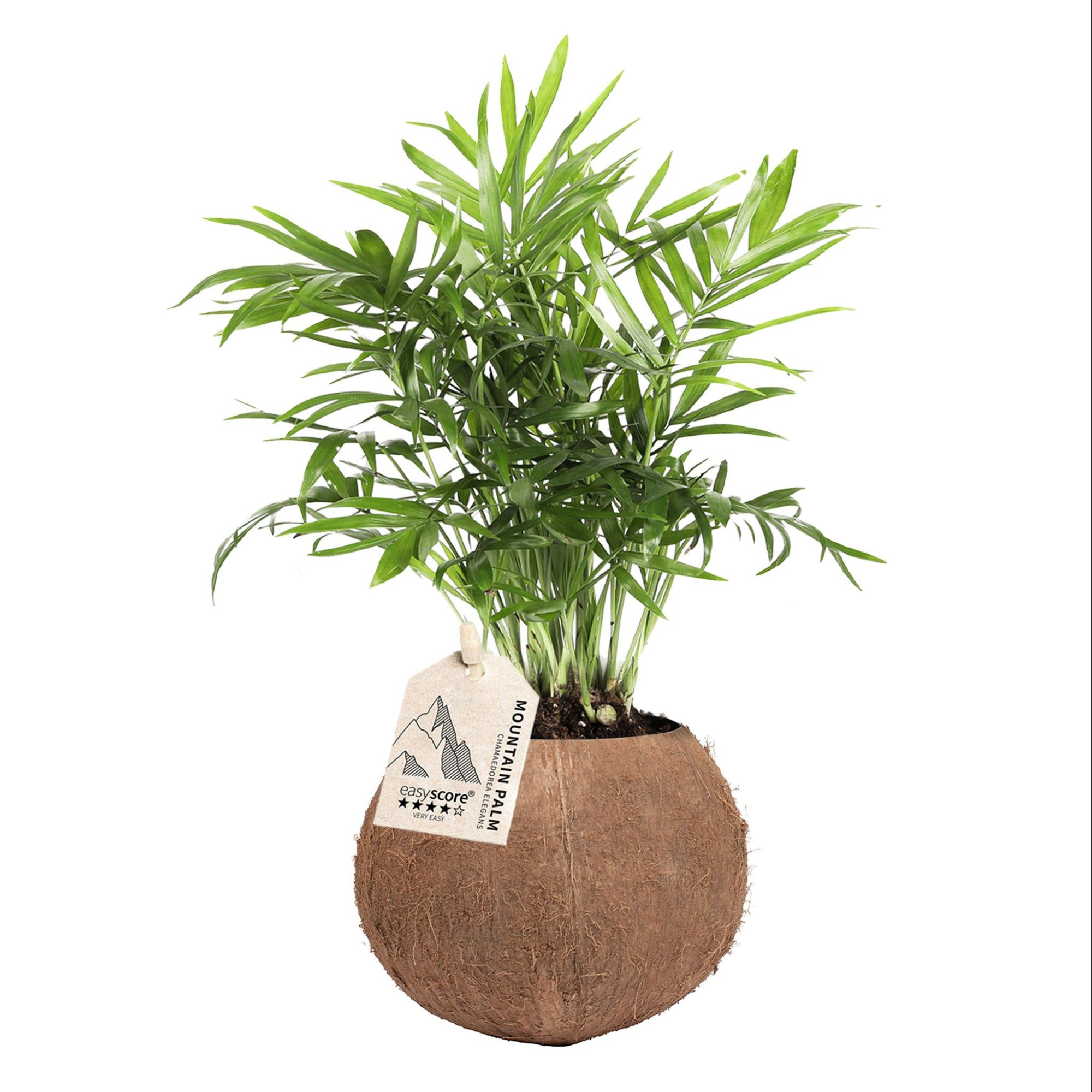 Coconut, Chamaedorea, D 10