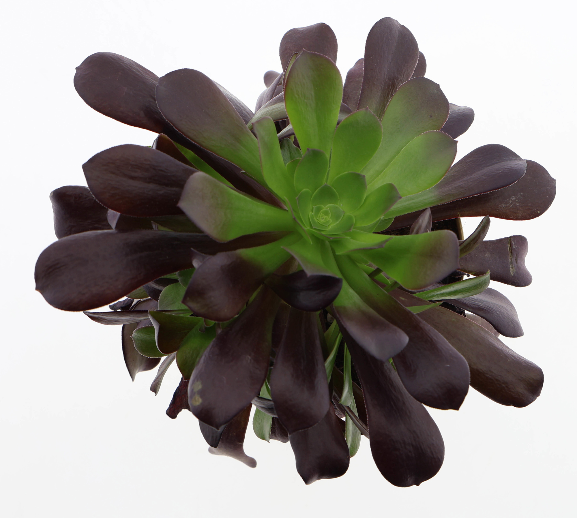 Aeonium arboreum black, D 17