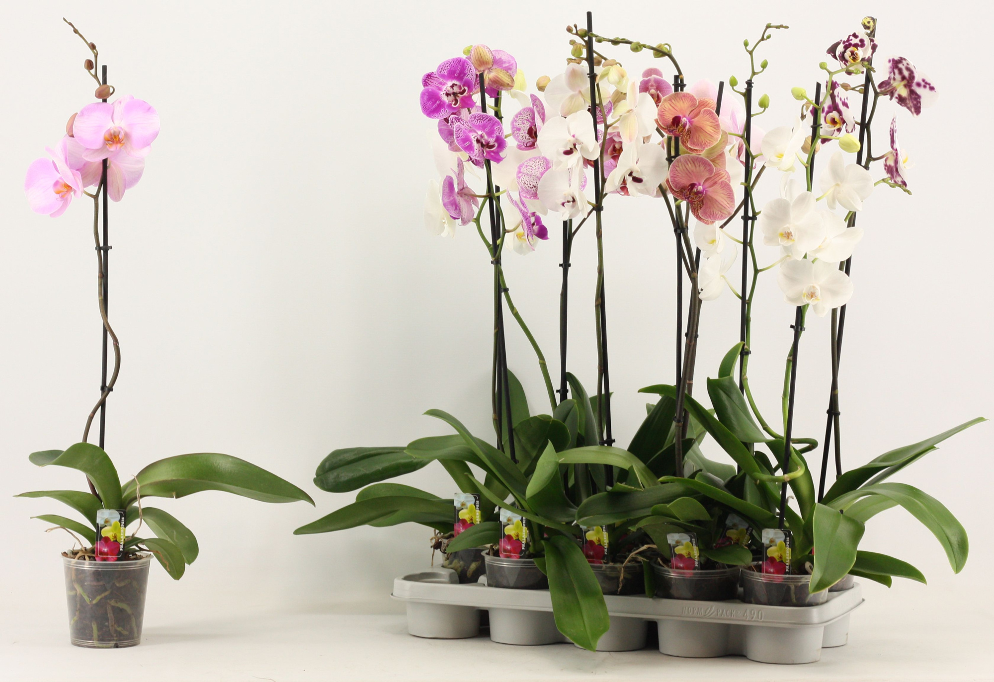 Phalaenopsis 1 tak 6+ A2 lang, D 12 cm