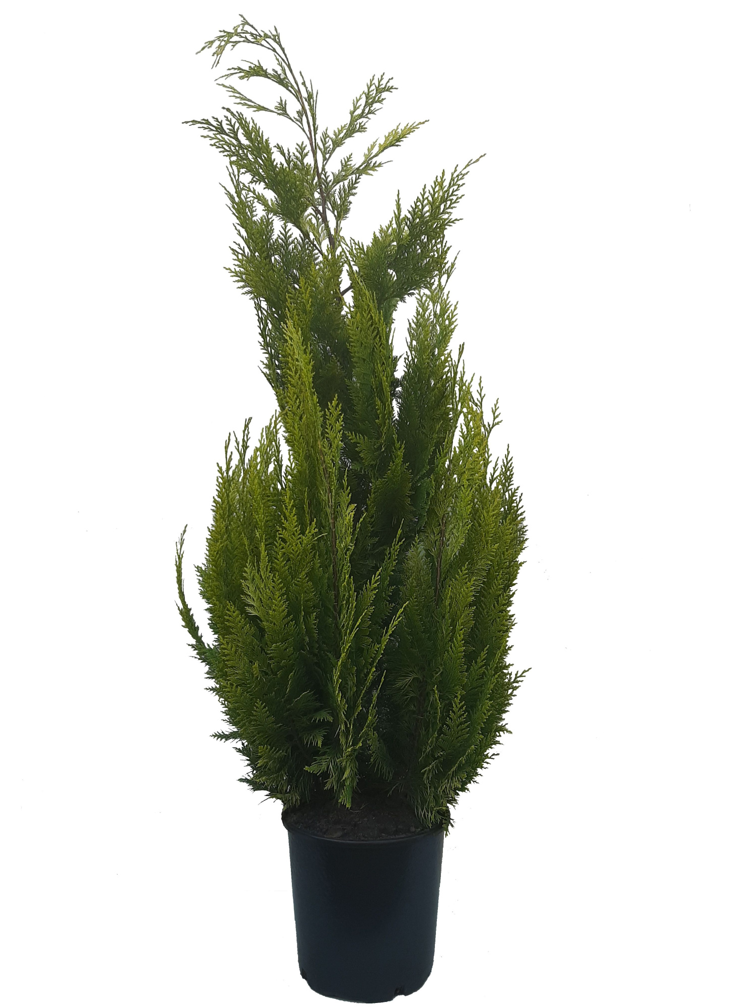 Chamaecyparis law. Ivonne, plantmaat 100-120 cm - Rondgestoken -, D 24 cm