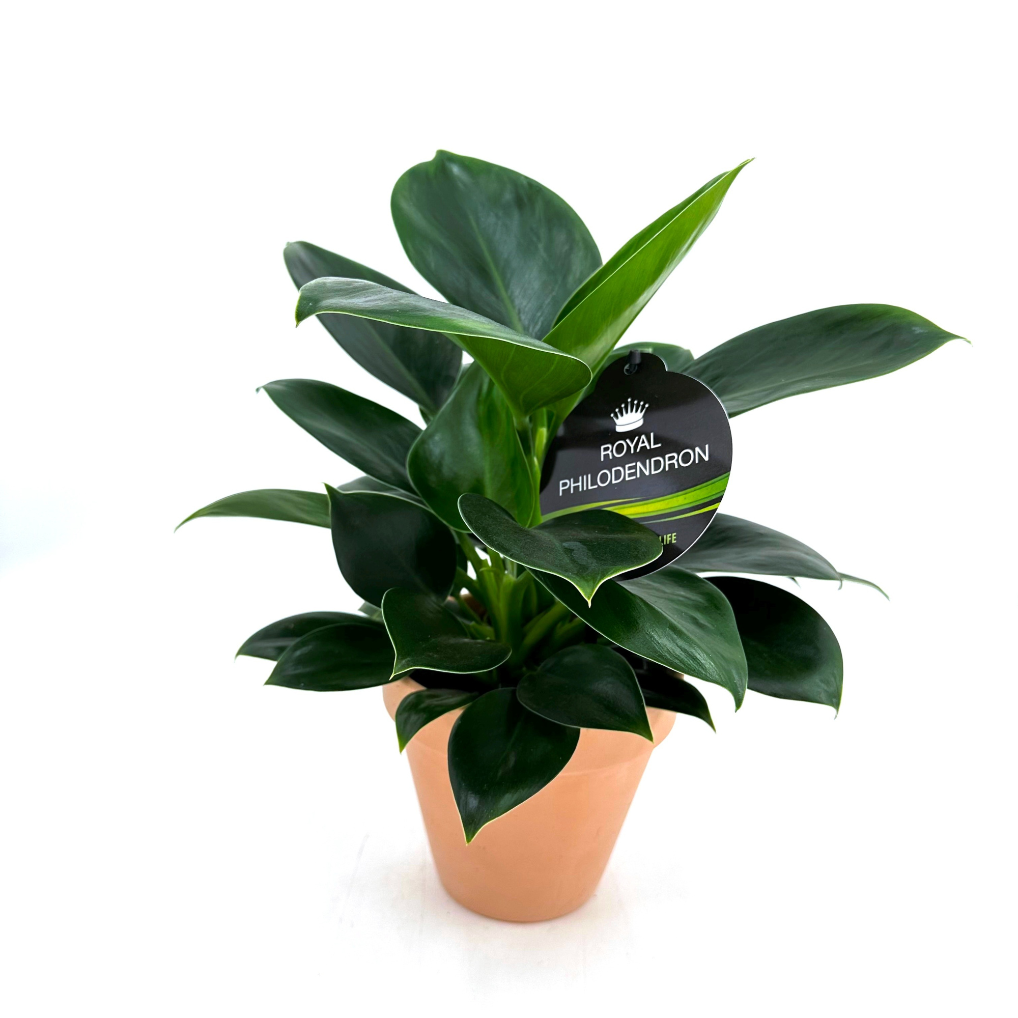 Phil."Green Princess"m LER, D 13 cm