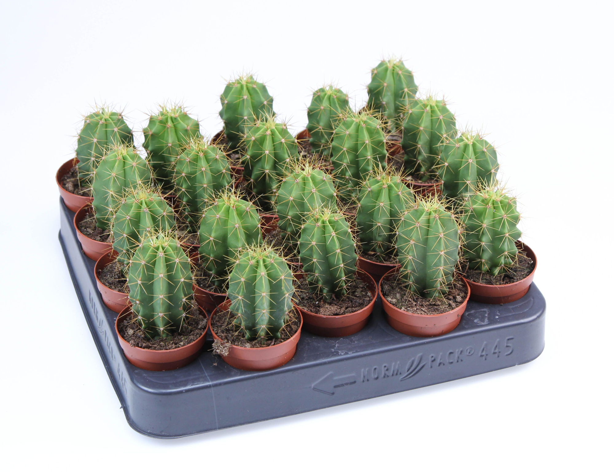 Heliobravoa Chende E, D 5,5