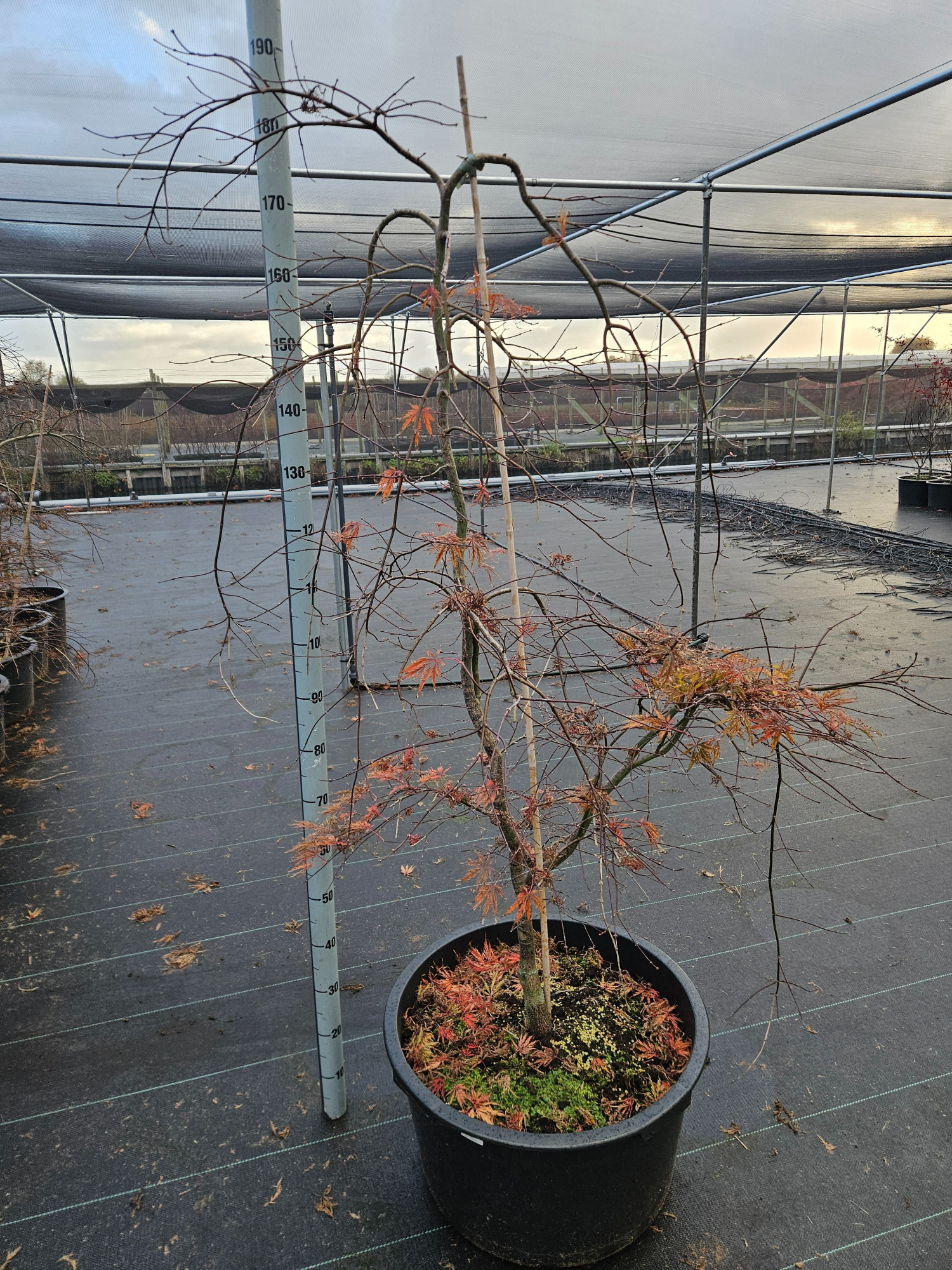 Acer palmatum 'Inaba-Shidare', D 59