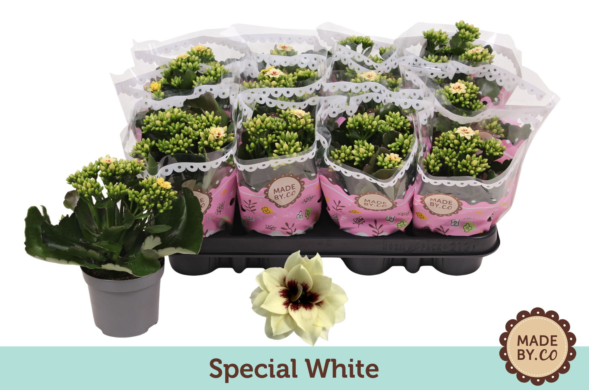 Kalanchoë Special Special White, D 9