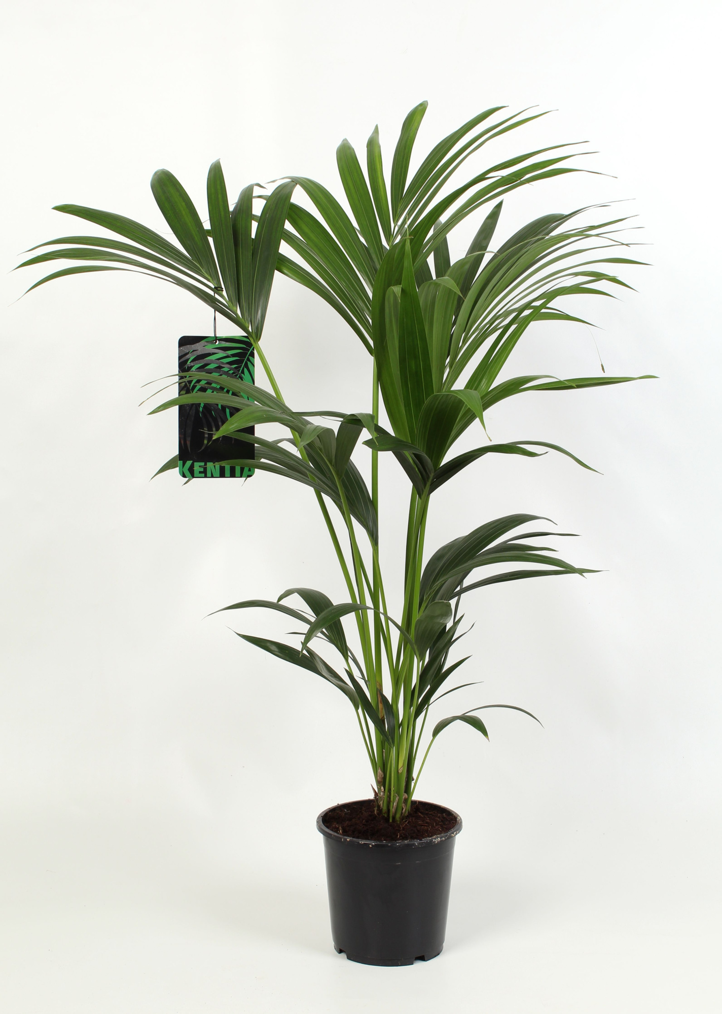 Kentia-Howea Forsteriana, 4 stek p/pot, D 17 cm