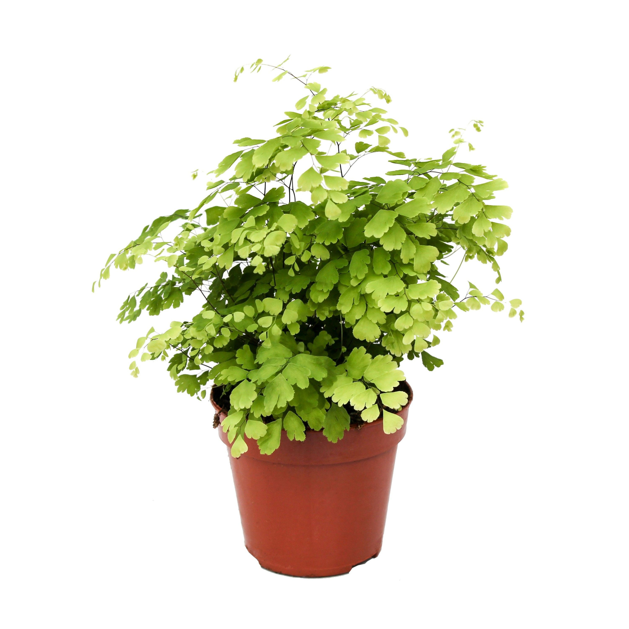 Adiantum Raddianum 'Fragrans', D 12 cm