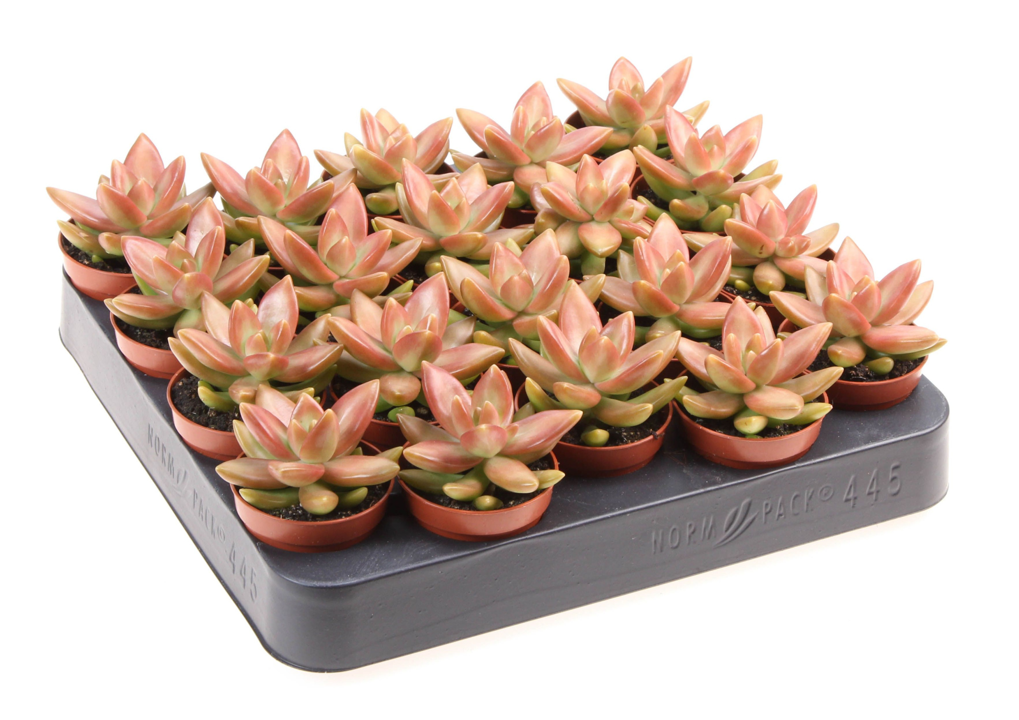 Sedum nussbaumerianum, D 5,5 cm