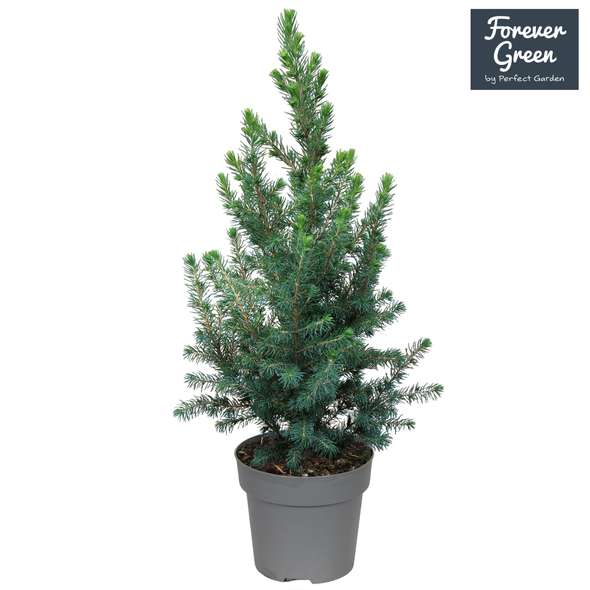 Picea glauca 'Conica Forever Green' P14, D 14