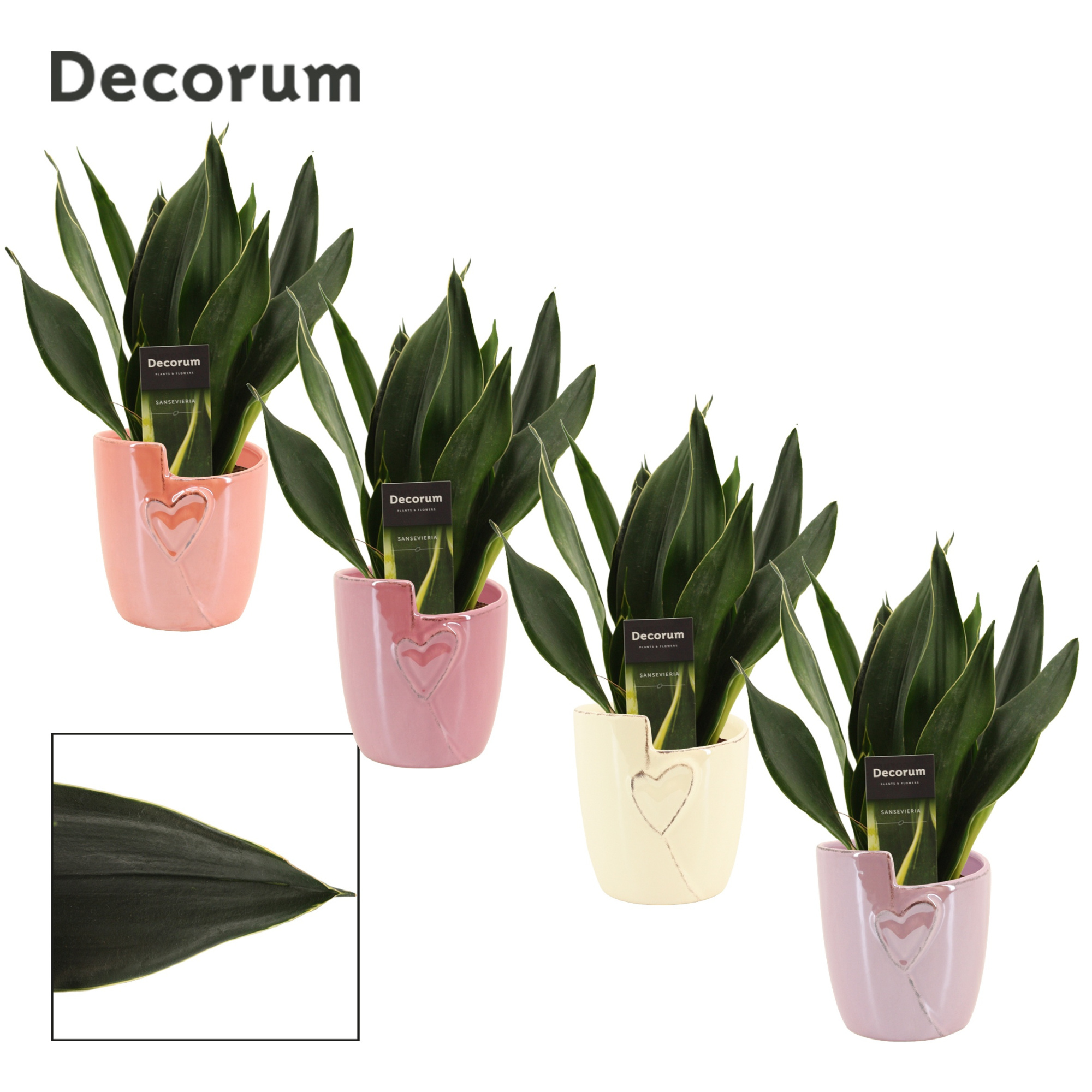 Sansevieria Black Diamond 12 cm in Joa (Special moods-collection, D 12