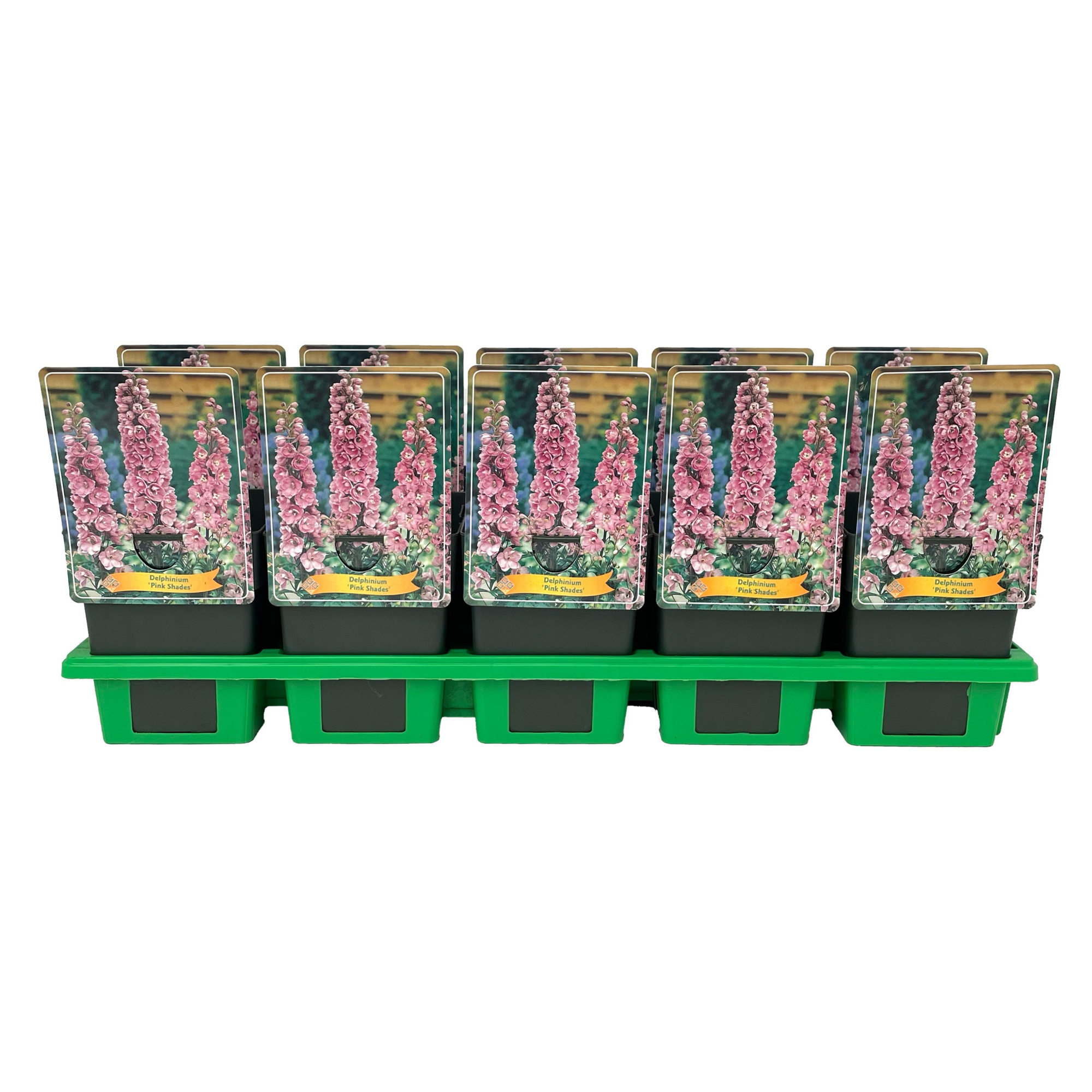 Delphinium Pink Shades P11, D 11