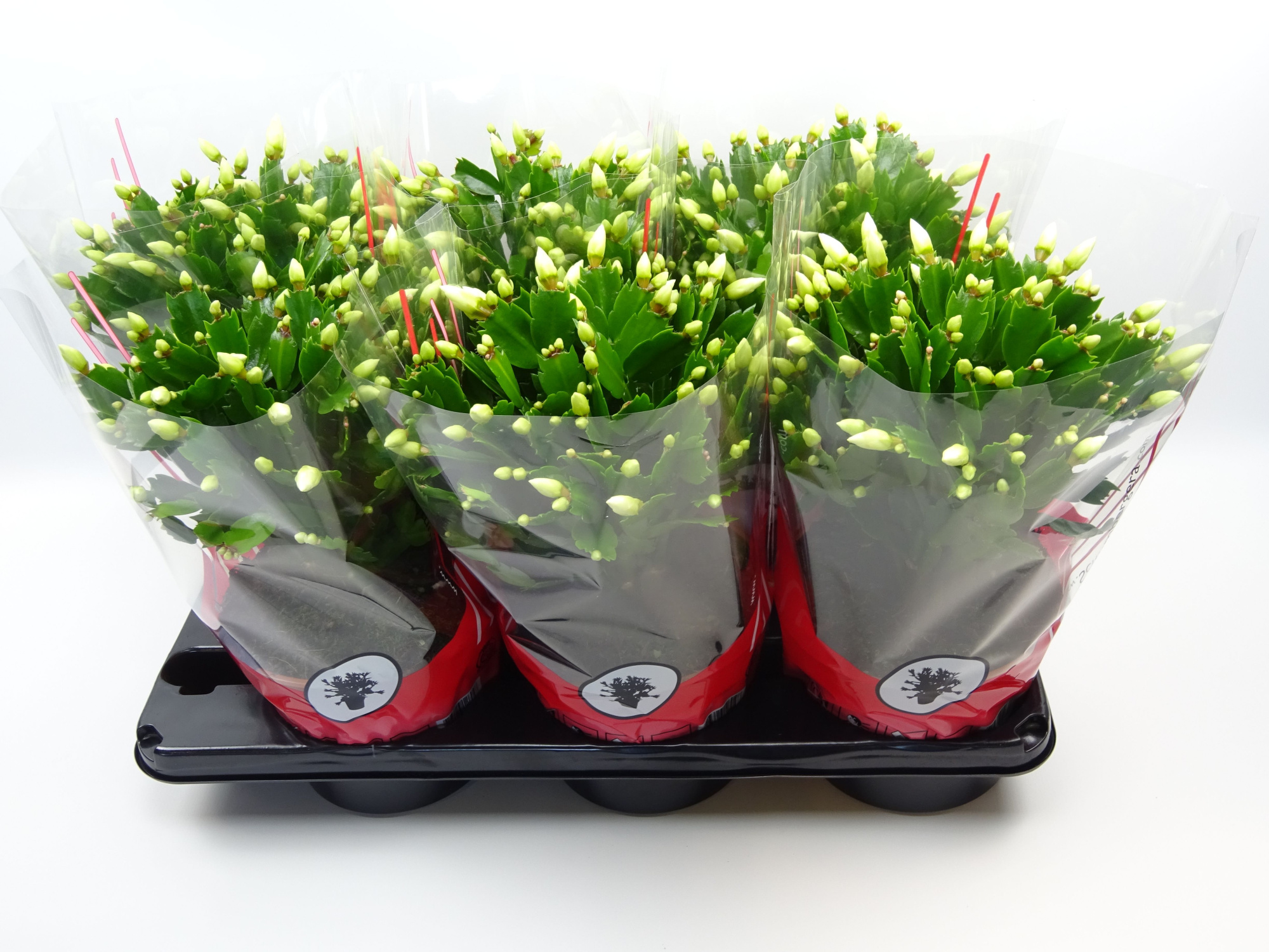 Schlumbergera 17 cm wit, D 17 cm