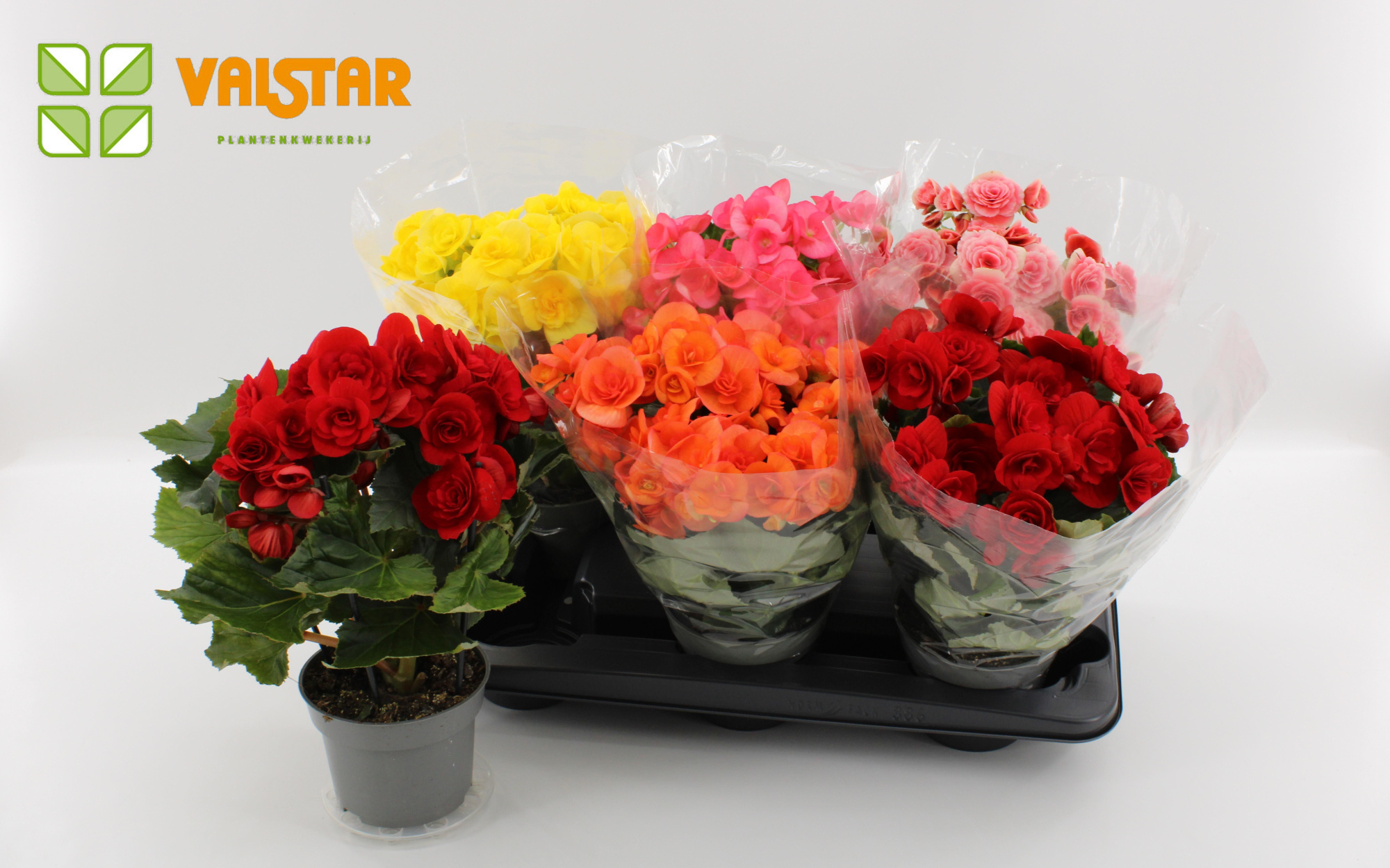 Begonia 13cm Blanco hoes Mix, D 13