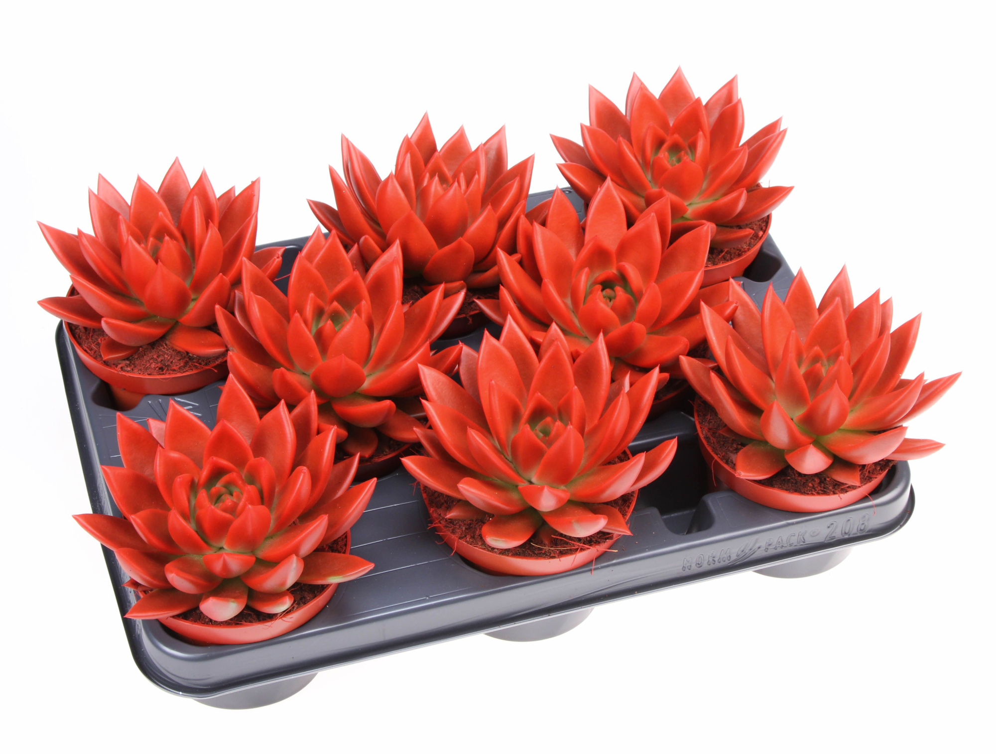 Rainbow red, D 10,5 cm