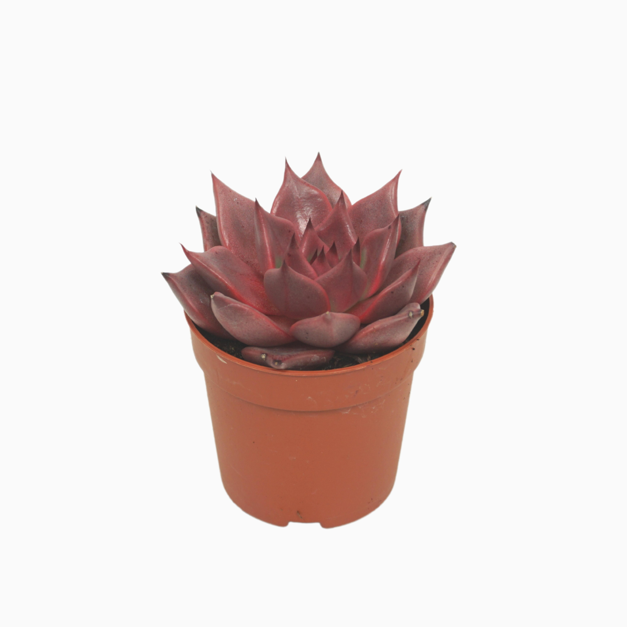 Echeveria taurus 7 cm, D 7 cm