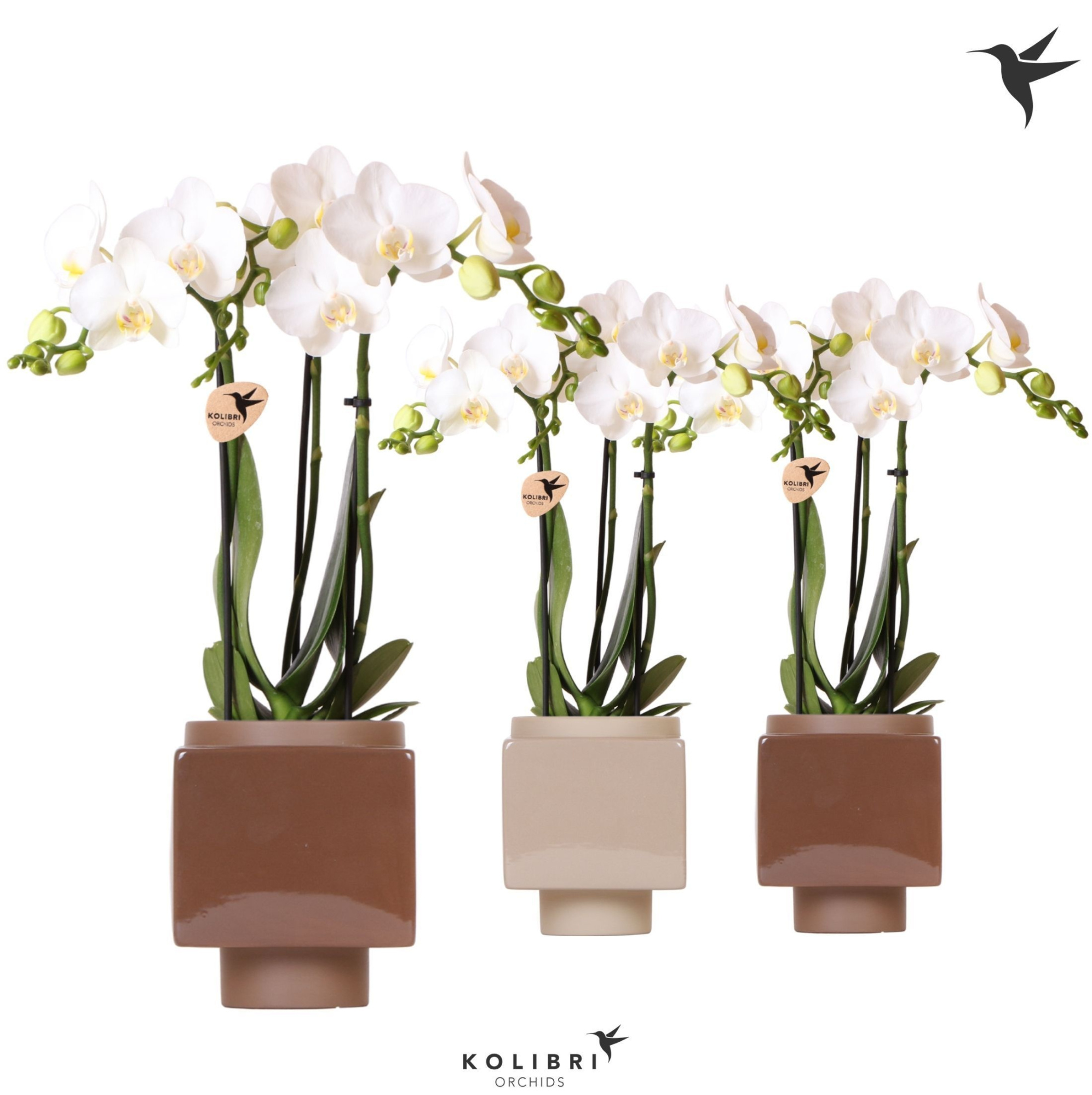 Kolibri Orchids Phalaenopsis white 3 spike in Cube pot brown mix, D 9 cm