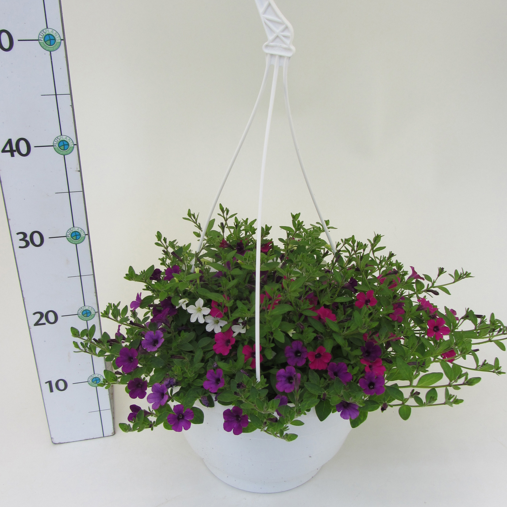 Petunia Itsy Trio Ampel, D 25