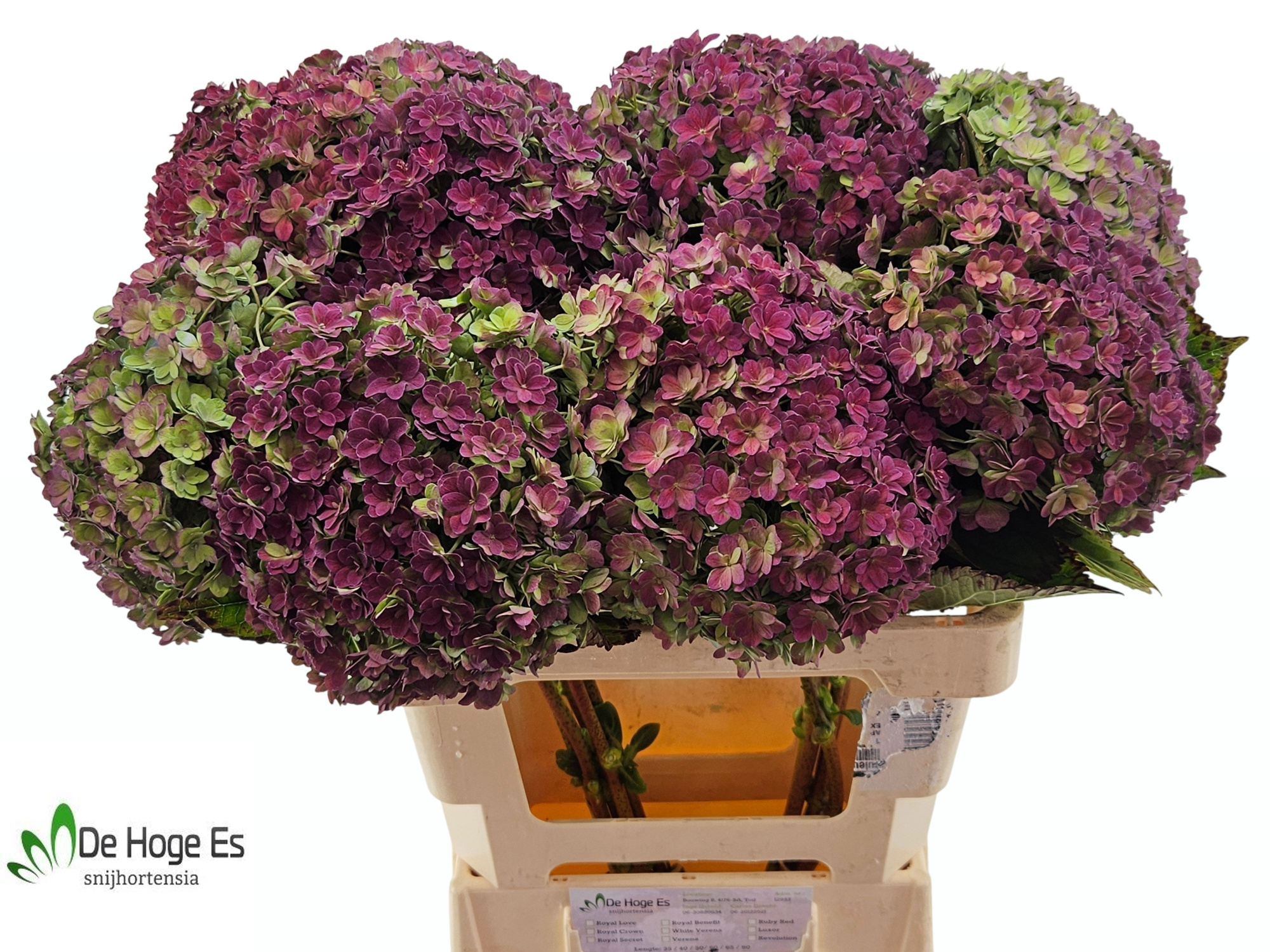 Гортензия Люксор Классик 60, шт.