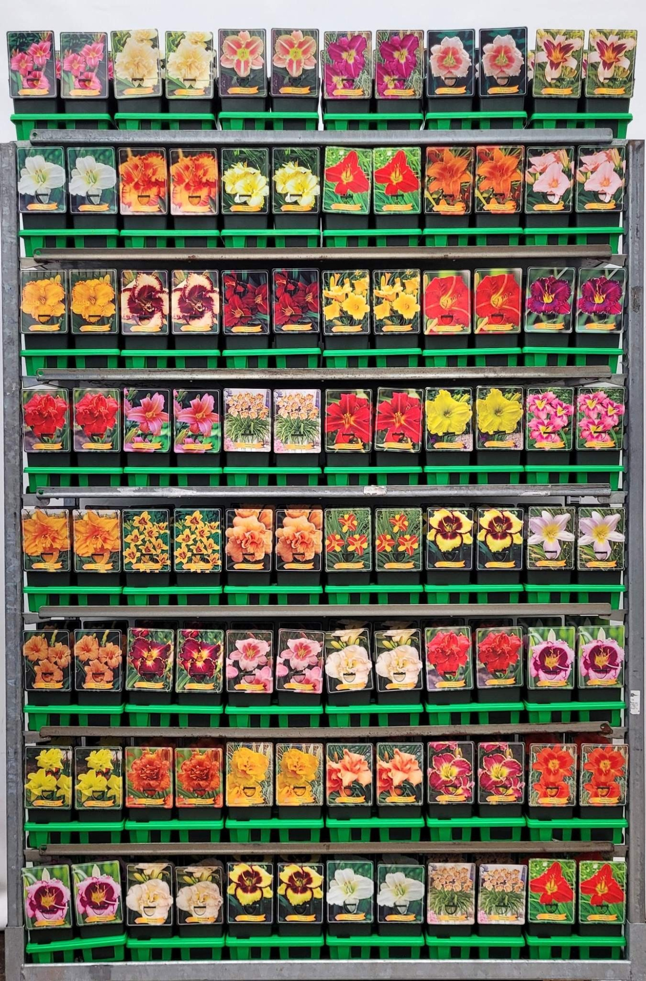 Hemerocallis mix CC P11, D 11 cm