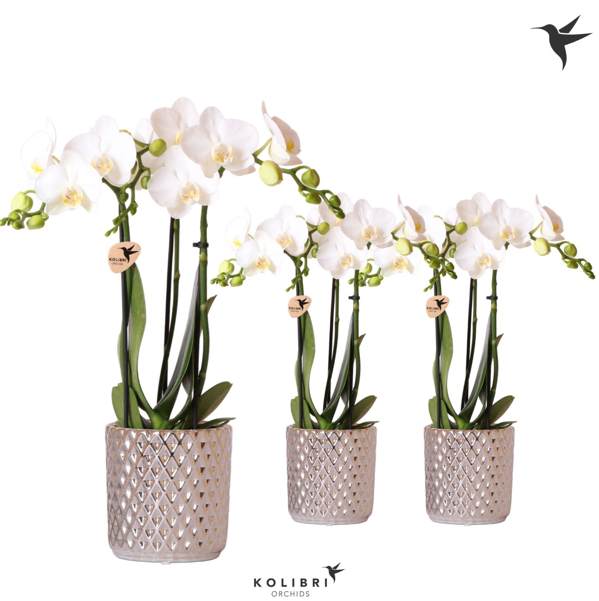 Kolibri Orchids Phalaenopsis white 3 spike in Diamond pot silver, D 9 cm