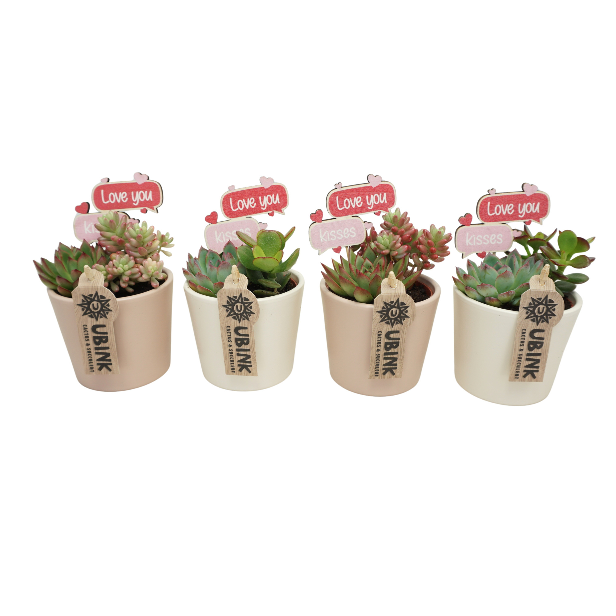 Succulent beplant in 9 cm 'Pastel Potje' met Love you steker, D 8,5