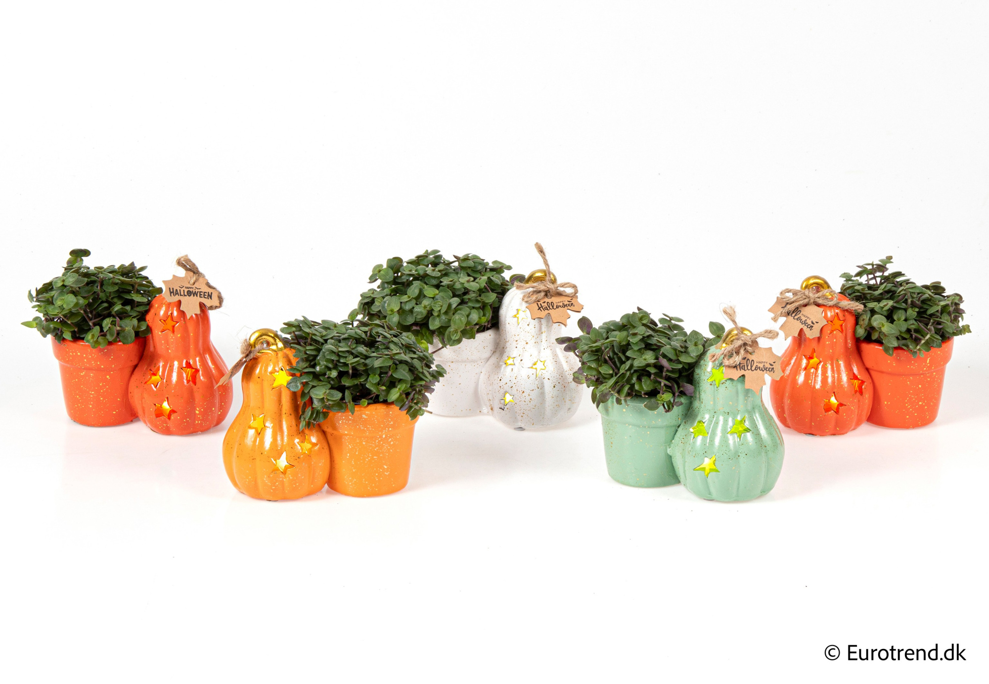 Callisia in Halloween ceramic 2025, D 6 cm