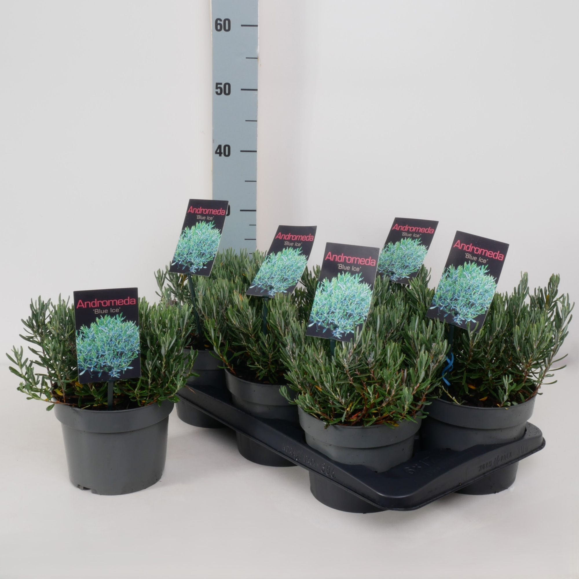 Andromeda polifolia 'Blue Ice' P17, D 17