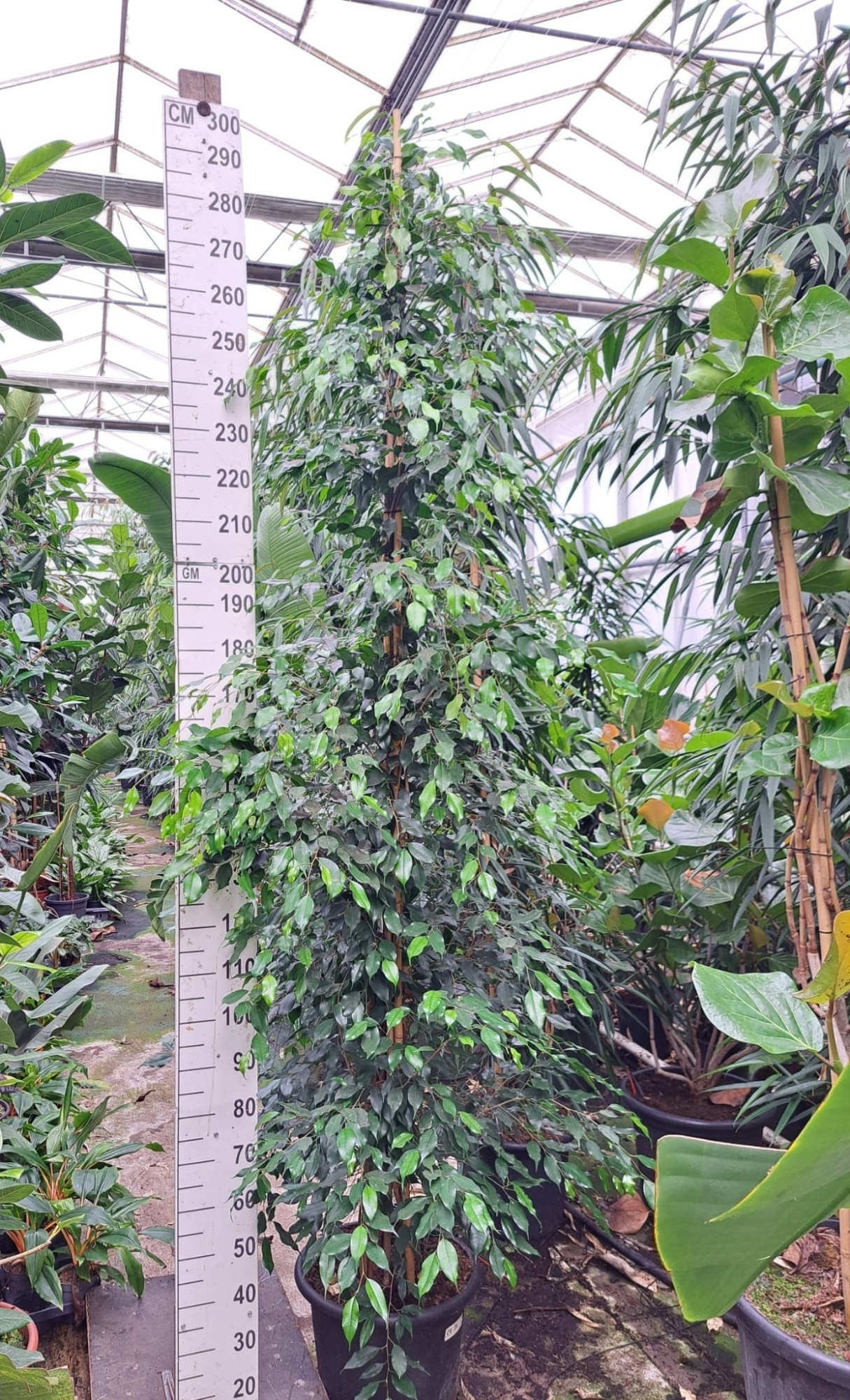 Ficus exotica piramide 300, D 45 cm