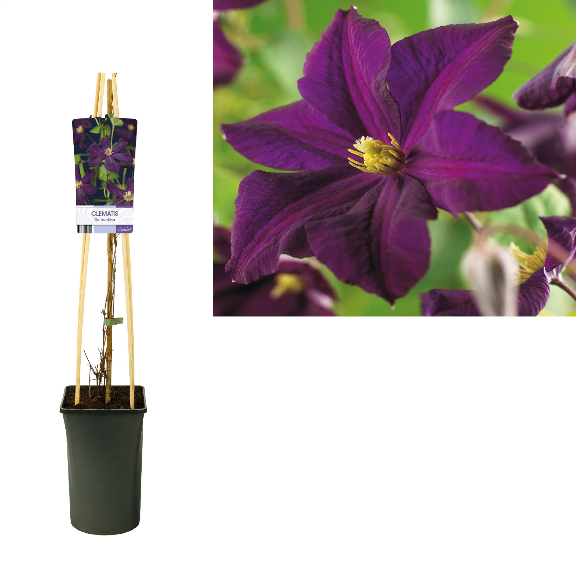 Clematis 'Romantika'+light label, D 17 cm