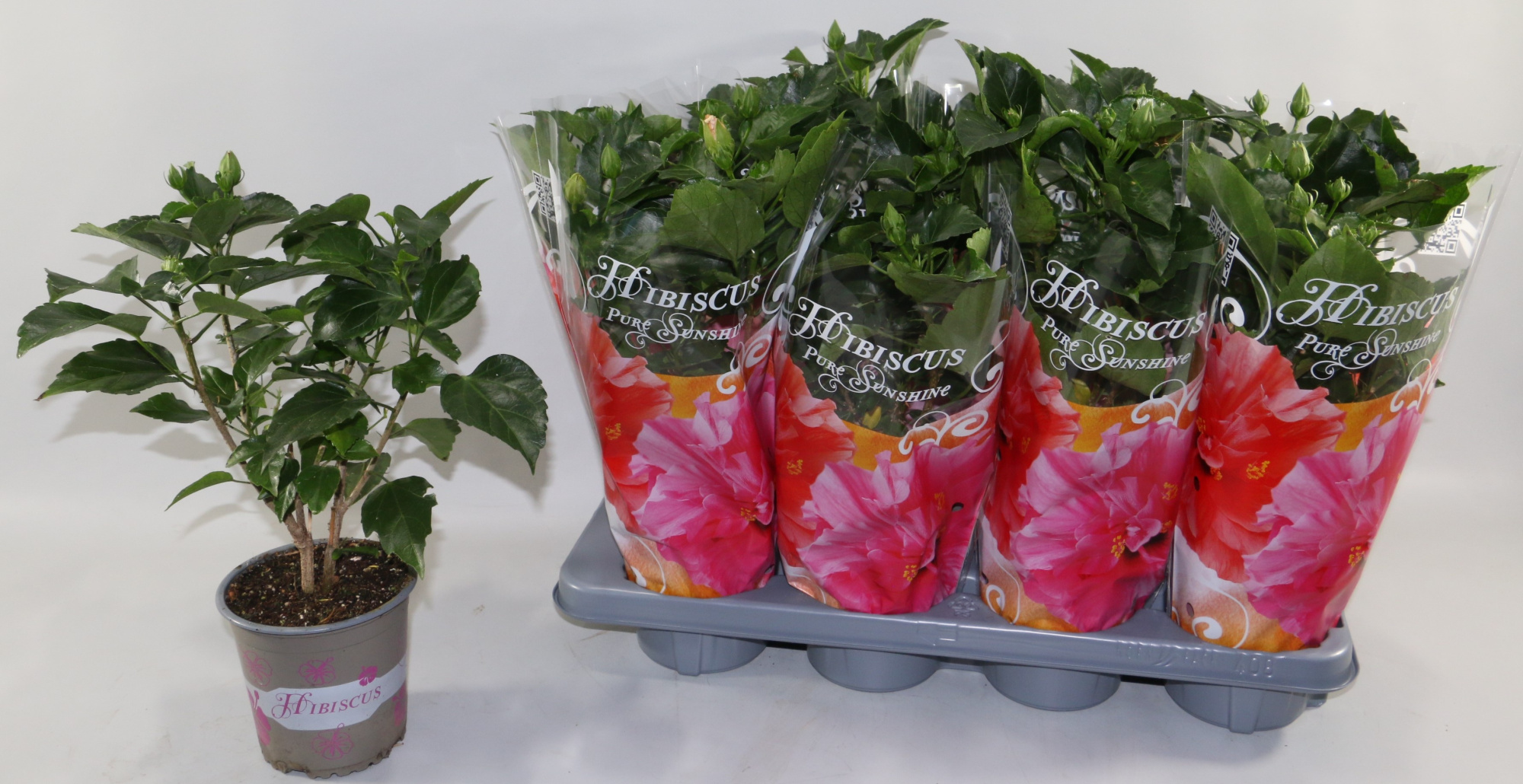 Hibiscus rosa sinensis 4+ "Sunshiners®" mix dubbelbloemig in des, D 13 cm