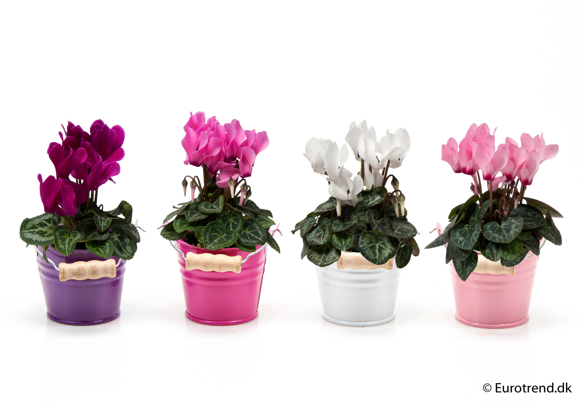Cyclamen in autumn ceramic - Spring, Summer & Autumn 2025, D 6 cm