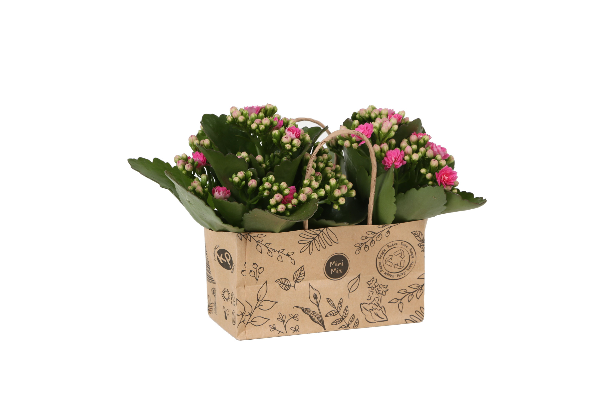 KP-825.3 - Kalanchoe Rosalina 7cm in duo kraft tas, D 7 cm