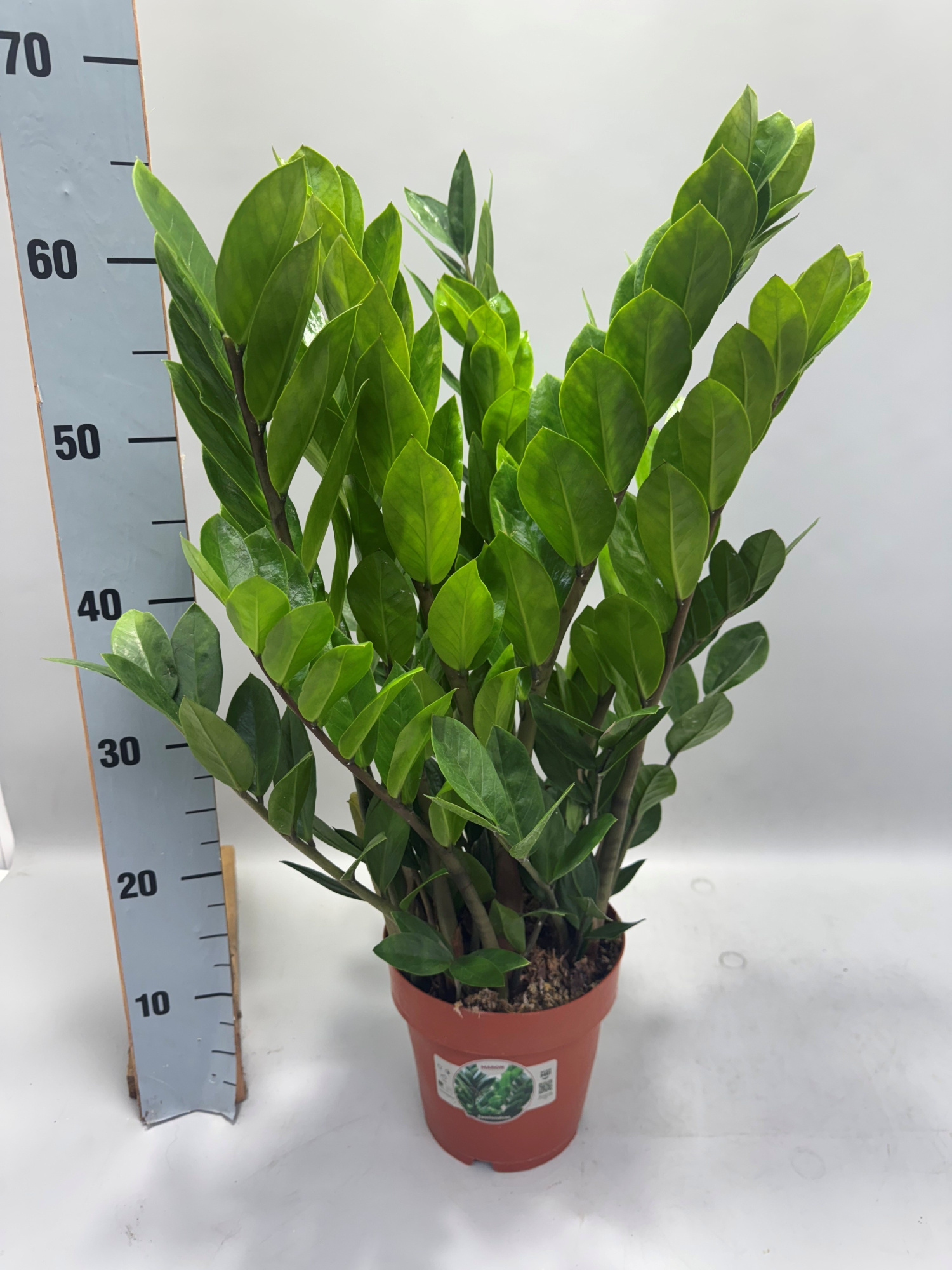 Zamioculcas 65cm 10+ veren, D 17 cm