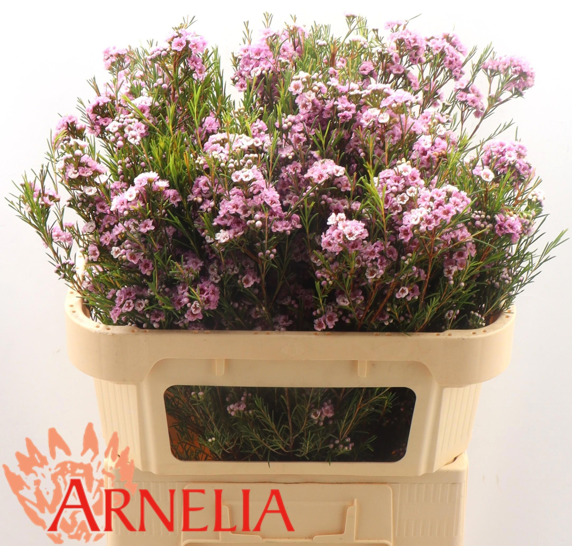 Шамелациум Жизель 70, шт.