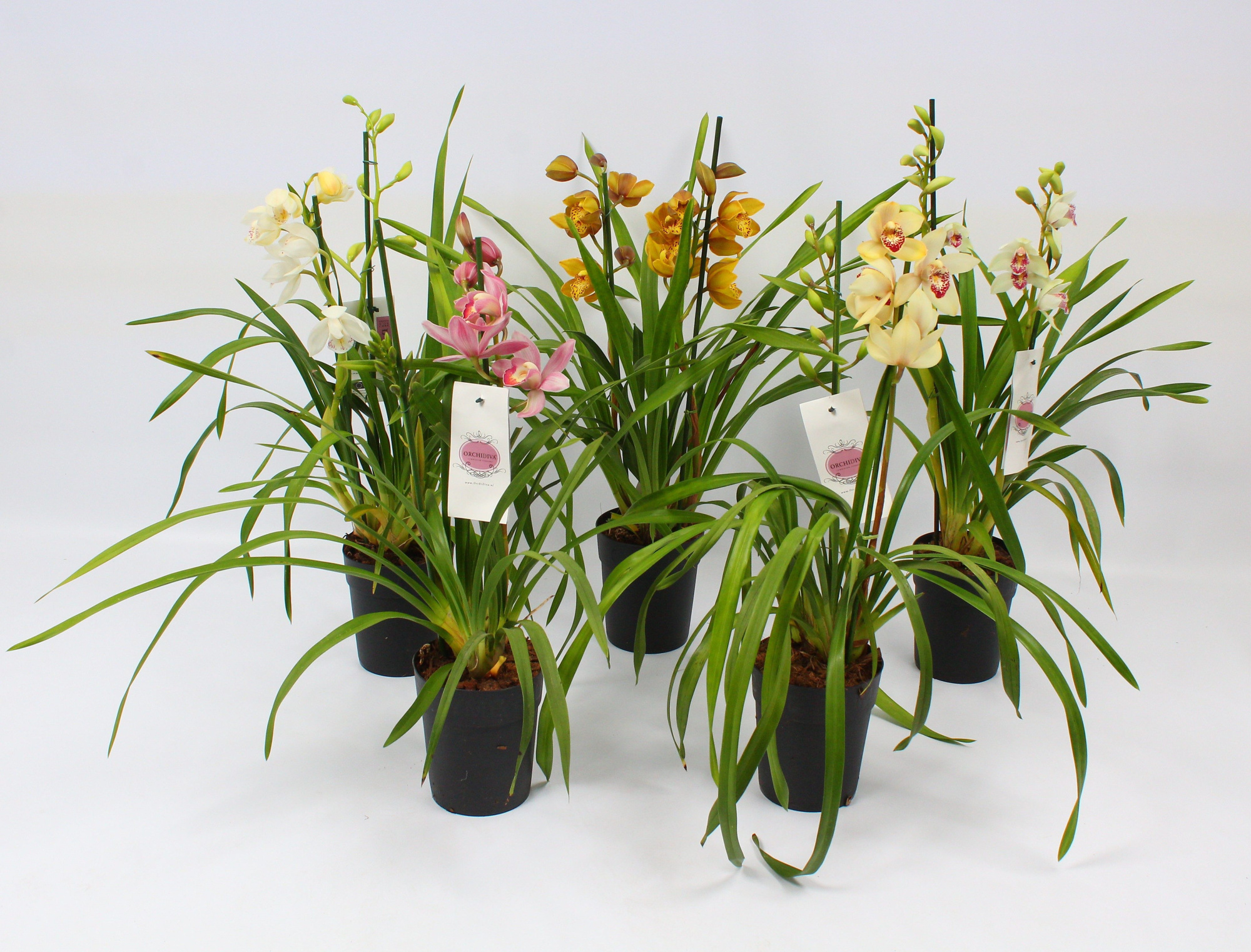 Cymbidium piccobello mix 2 tak, D 14 cm