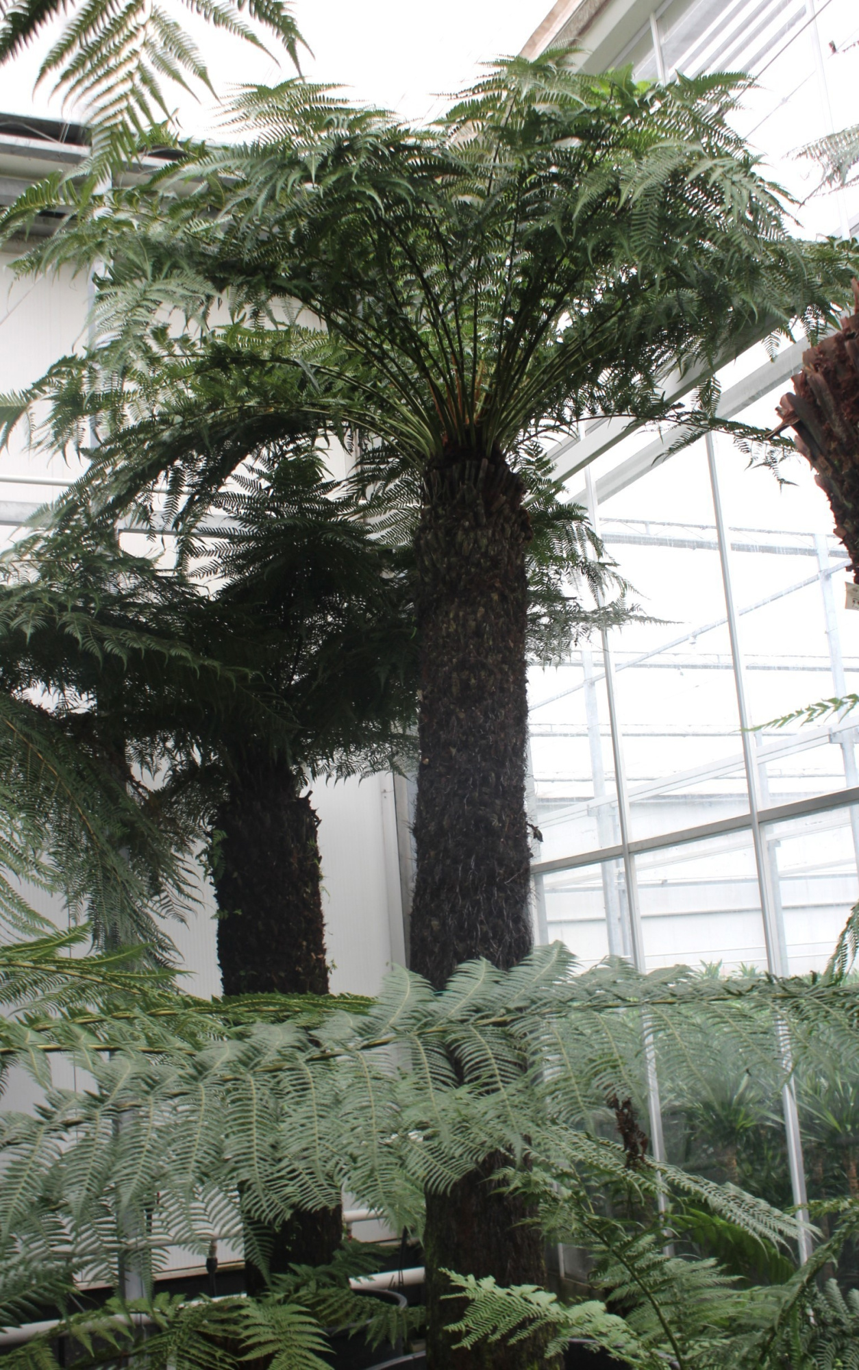 Dicksonia antarctica, D 96