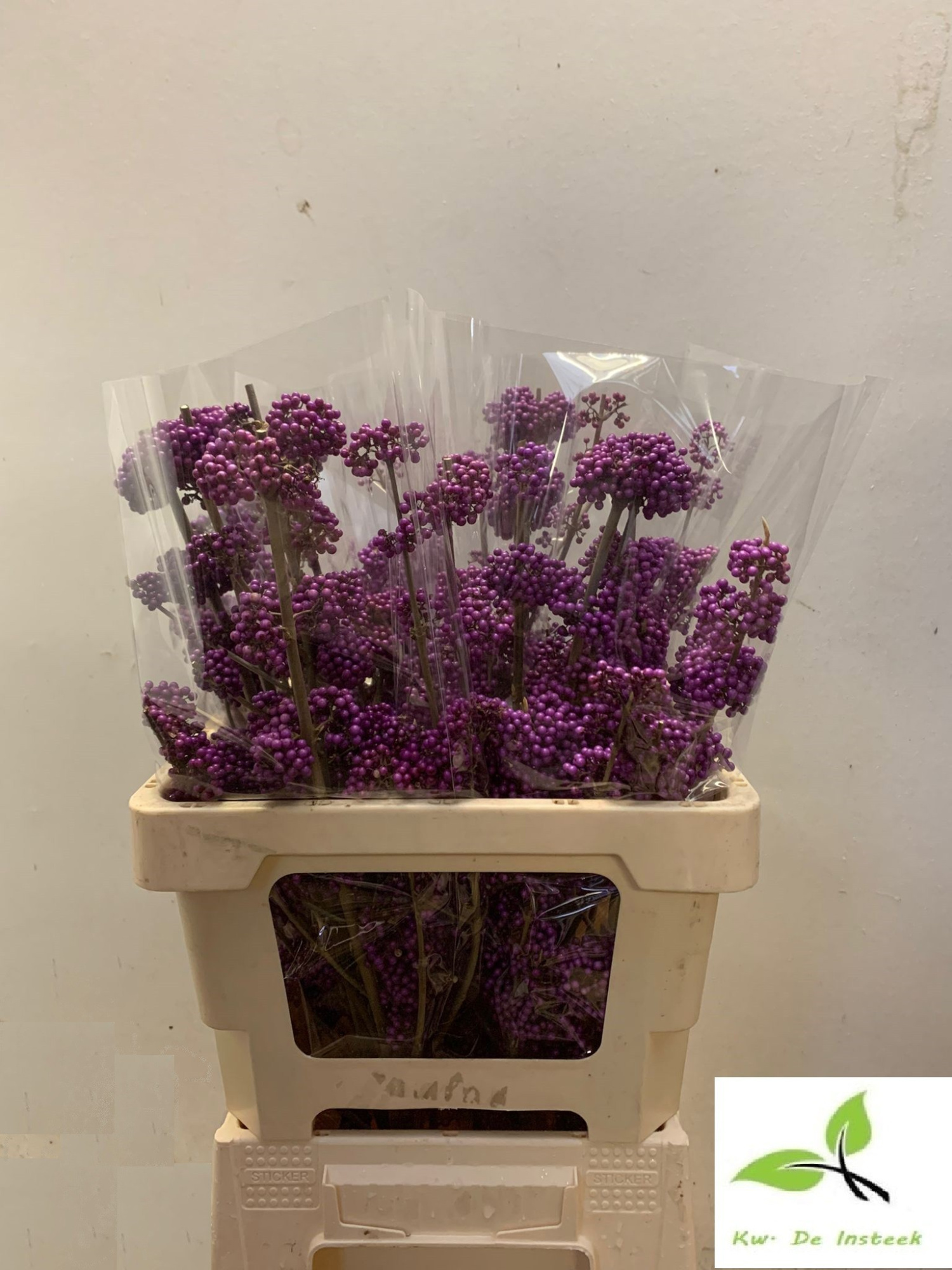 Калликарпа Бодиниери Профьюжн 60 (фиолет.), шт.