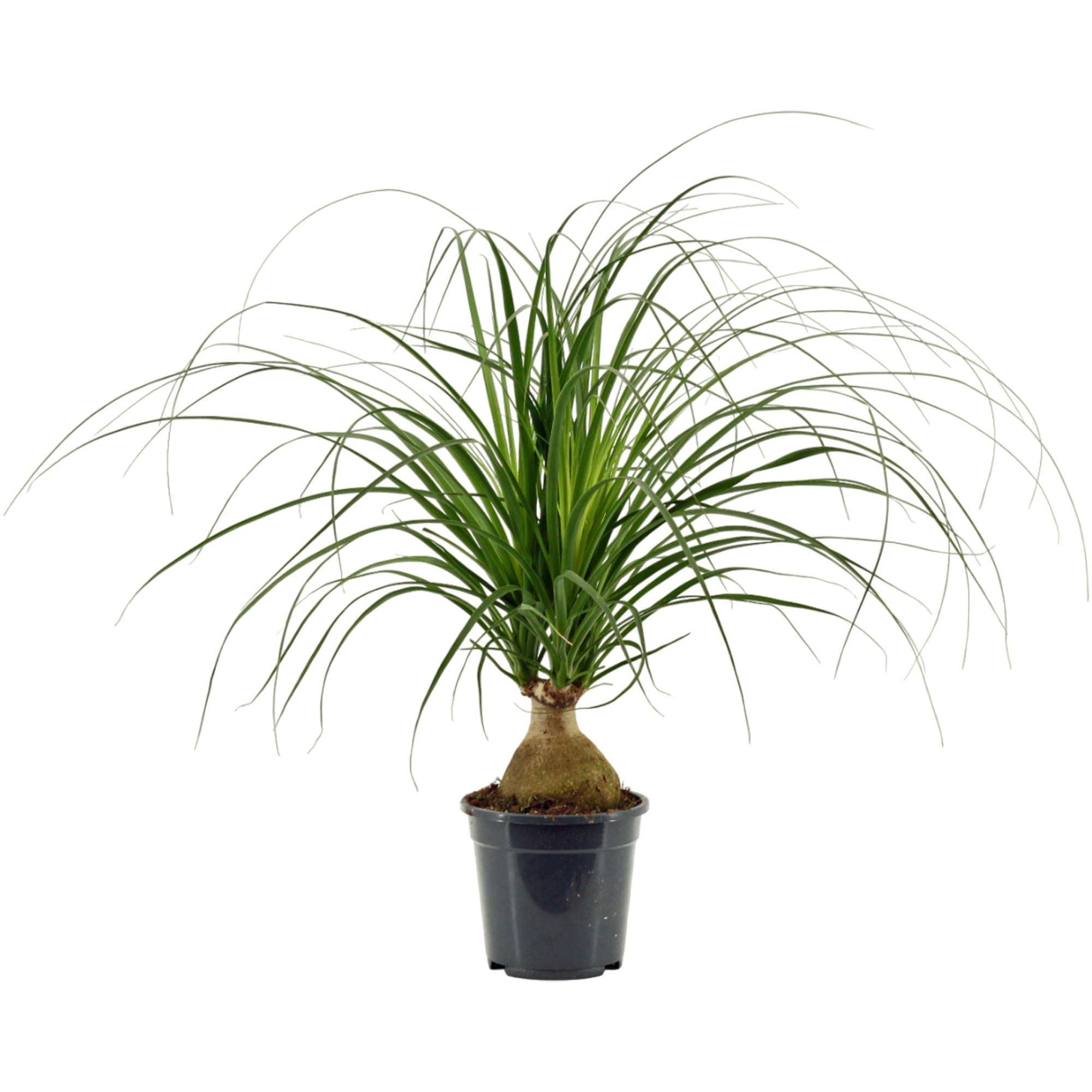 Beaucarnea bol 17 cm, D 17