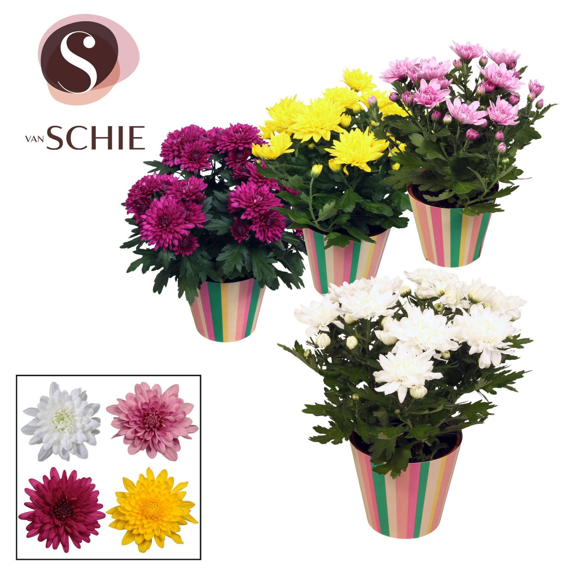 Ch Grandezza Mix Potcover STRIPES, D 13 cm