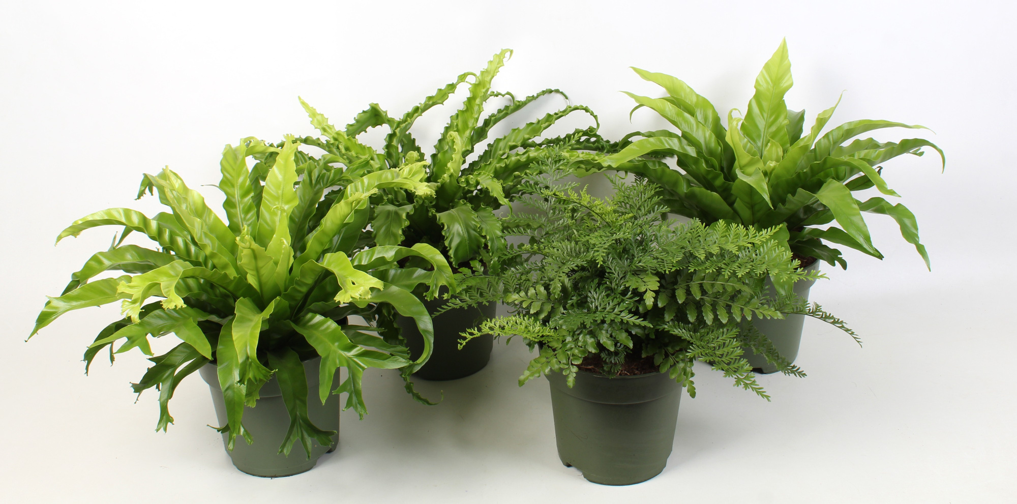Asplenium gemengd 21 cm pot, D 21