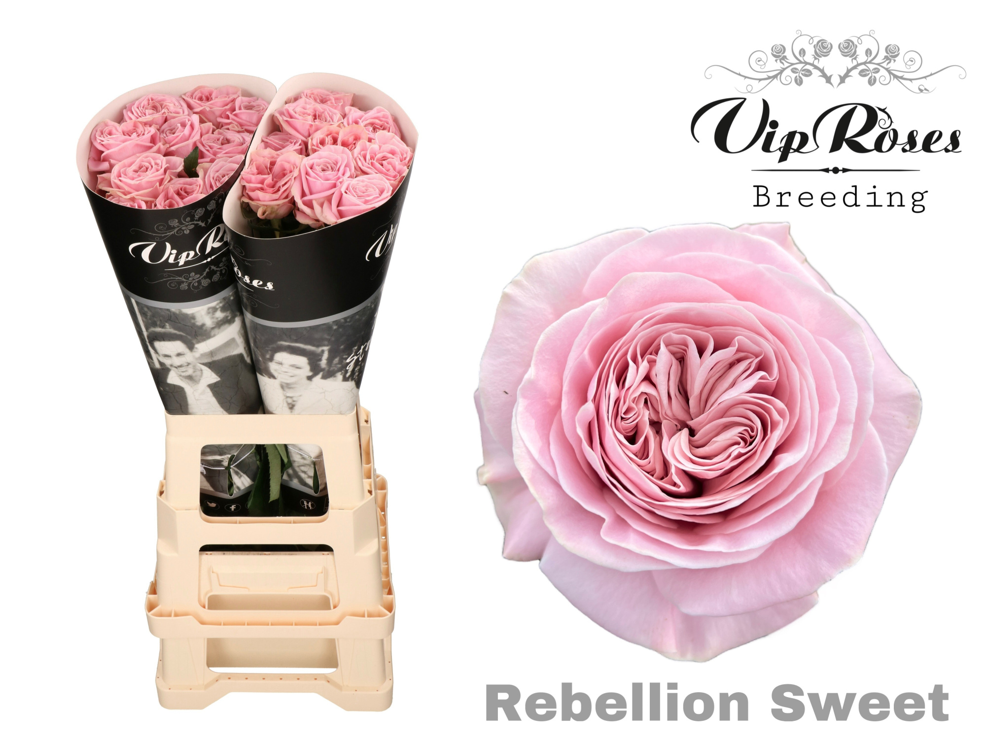 Роза од. Рэбеллион Свит 70, шт.