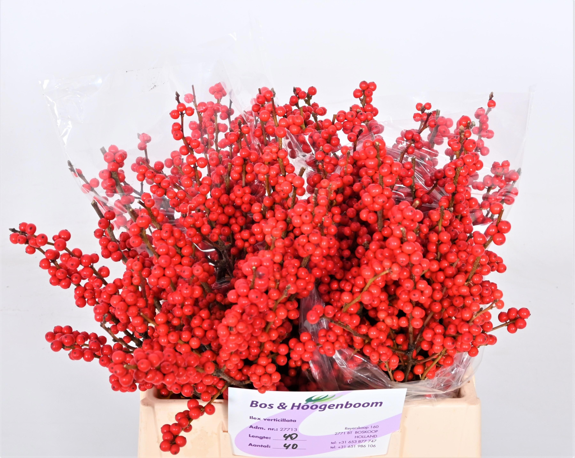 Илекс Красные ягоды 40, шт.