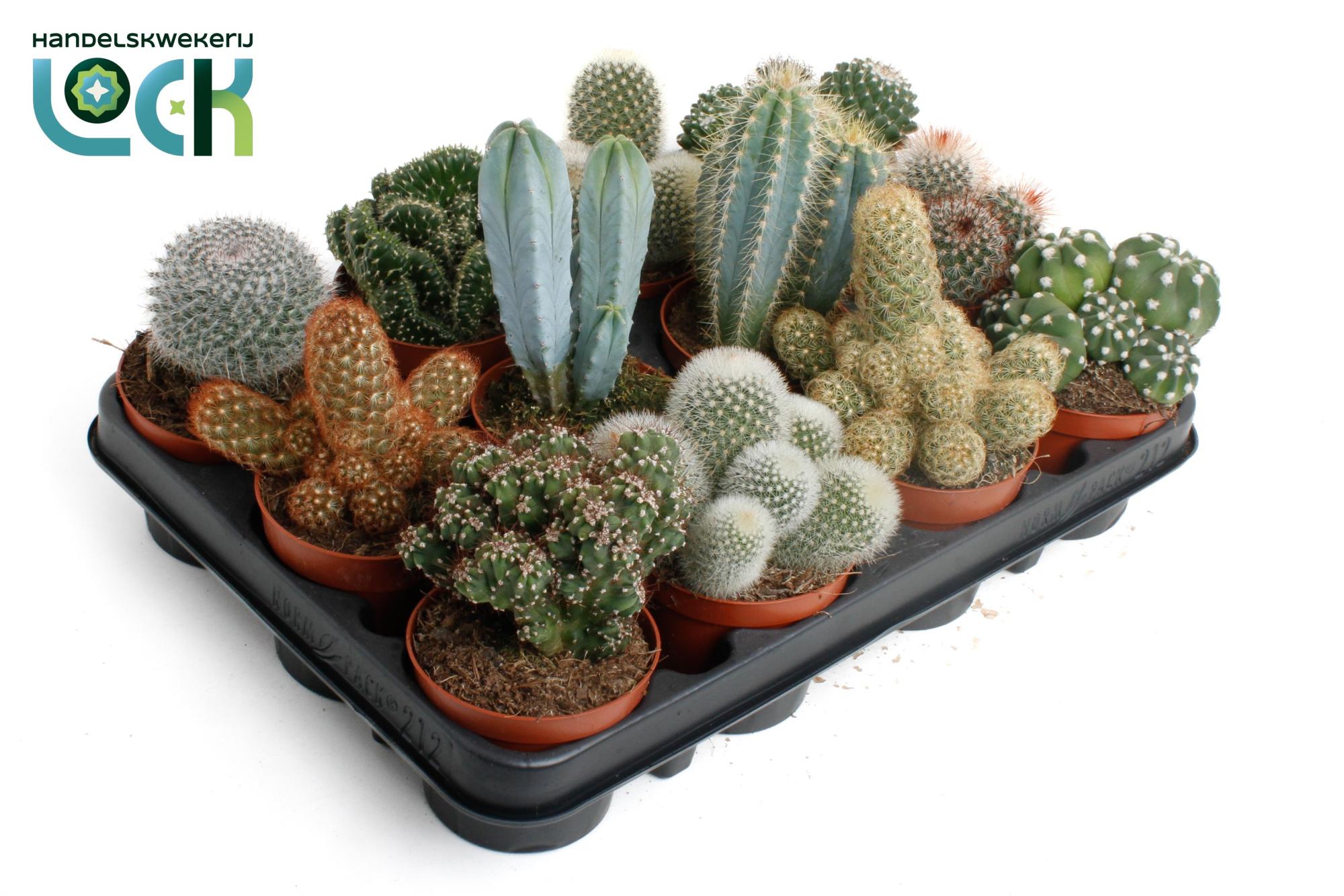 cactus mix 8.5 cm, D 8,5