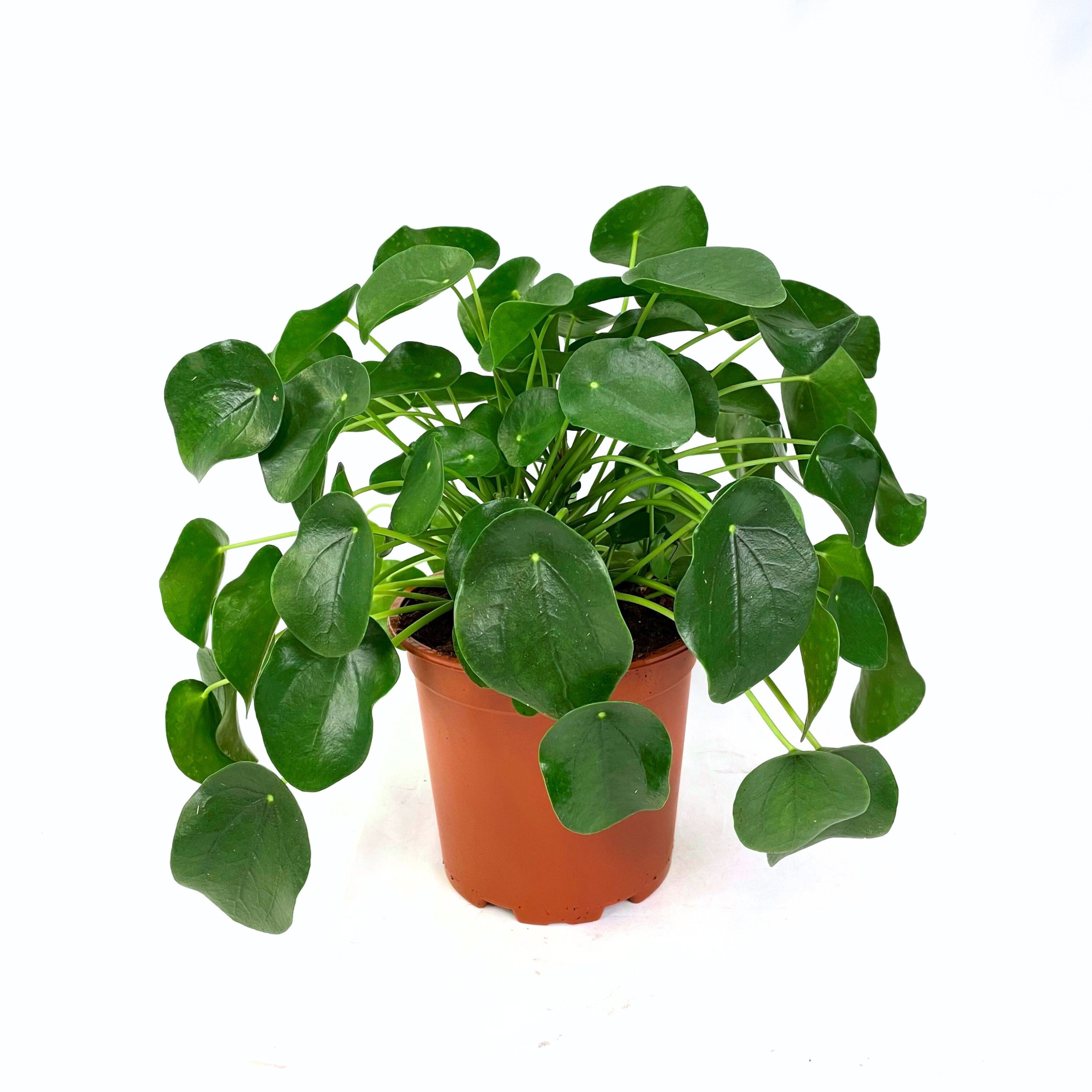 Pilea Peperomioides "Grande" 19 cm, D 19 cm