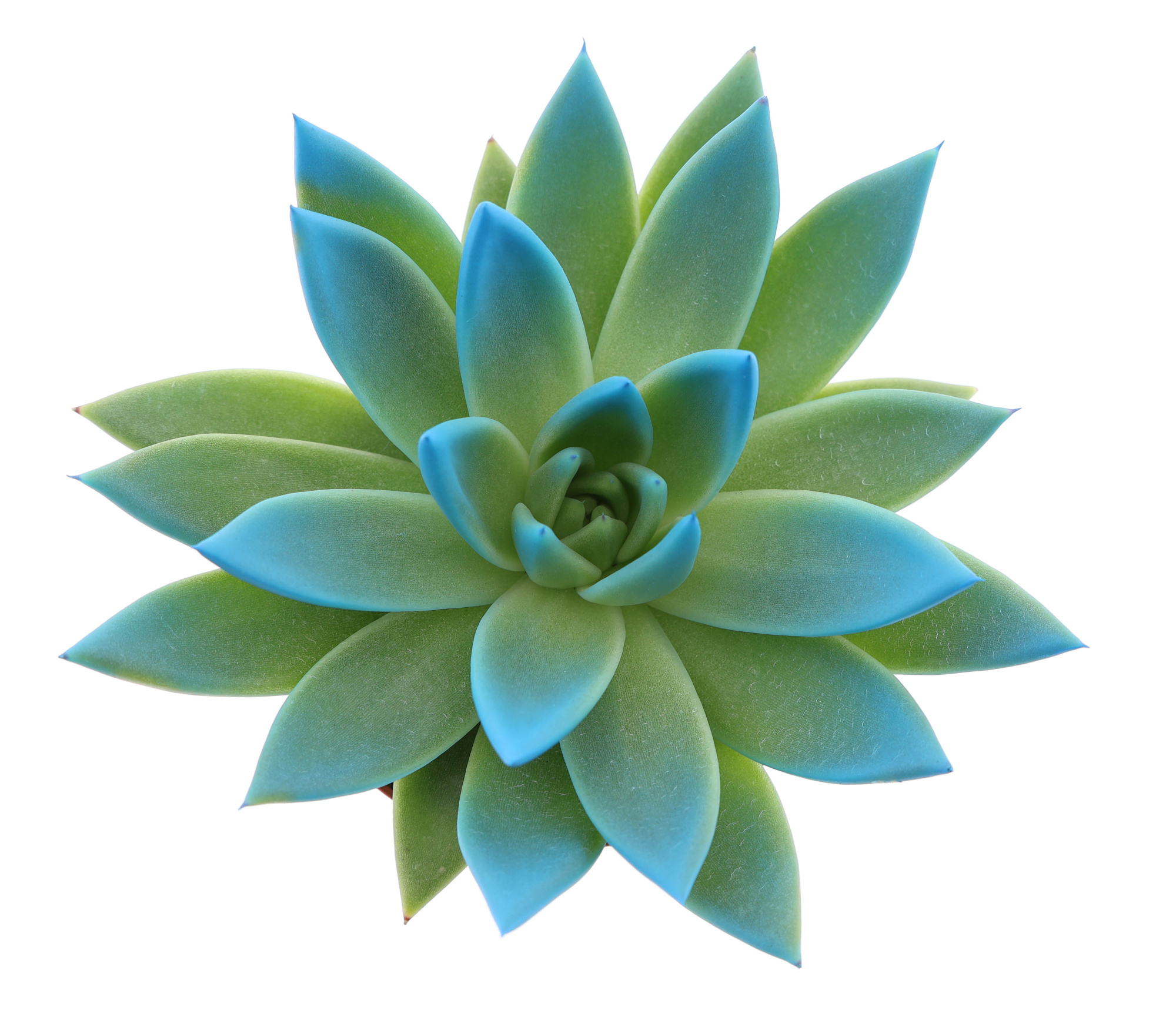 Miranda tips mint, D 8,5 cm